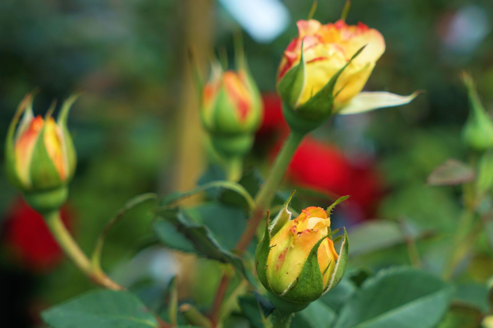 Sony Vario Tessar T* FE 24-70mm F4 ZA OSS sample photo. Rose, love, flower photography