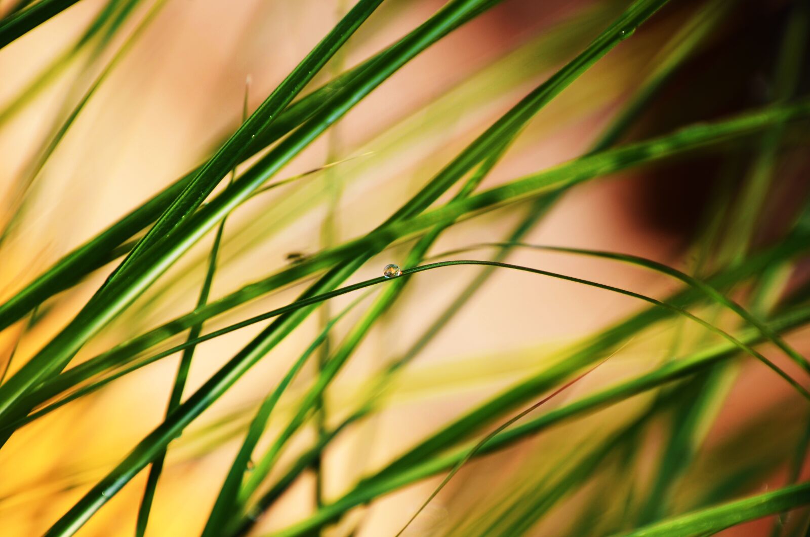 Nikon D7000 sample photo. Grass, pampafű, dew-drop photography