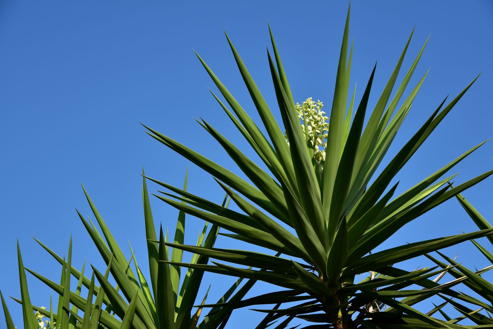 Nikon D750 sample photo. Yucca, palm, plant photography