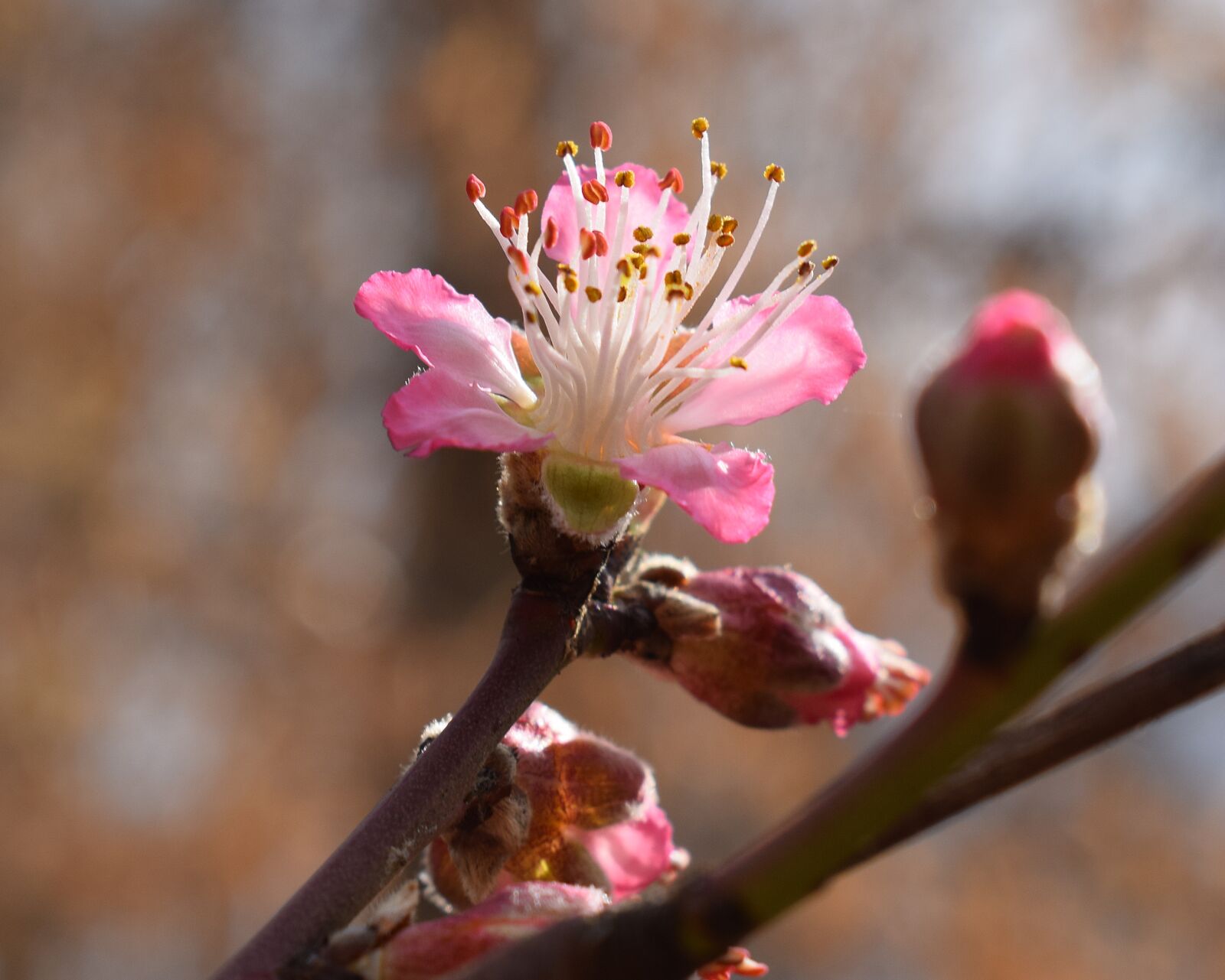 Nikon D3300 sample photo. Peach blossom, peach tree photography