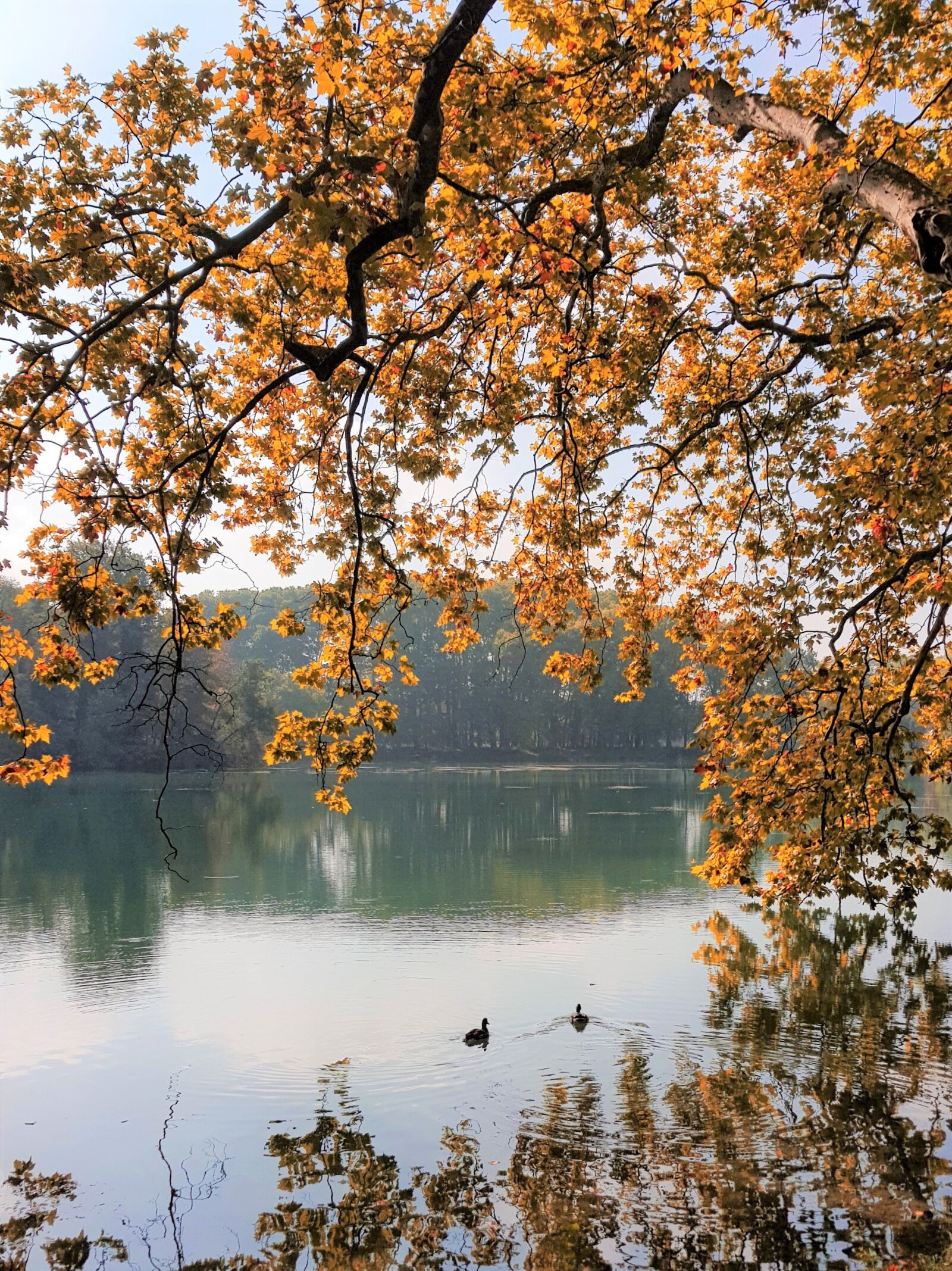 Samsung Galaxy S8+ Rear Camera sample photo. Landscape, lake, september photography