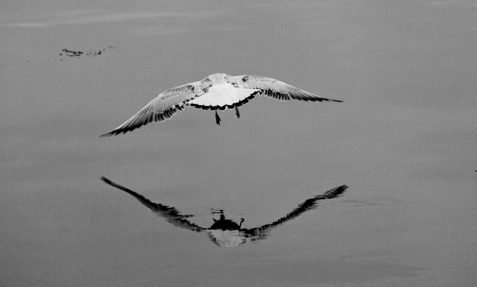 Sony DT 18-200mm F3.5-6.3 sample photo. Flight, water, seagull photography