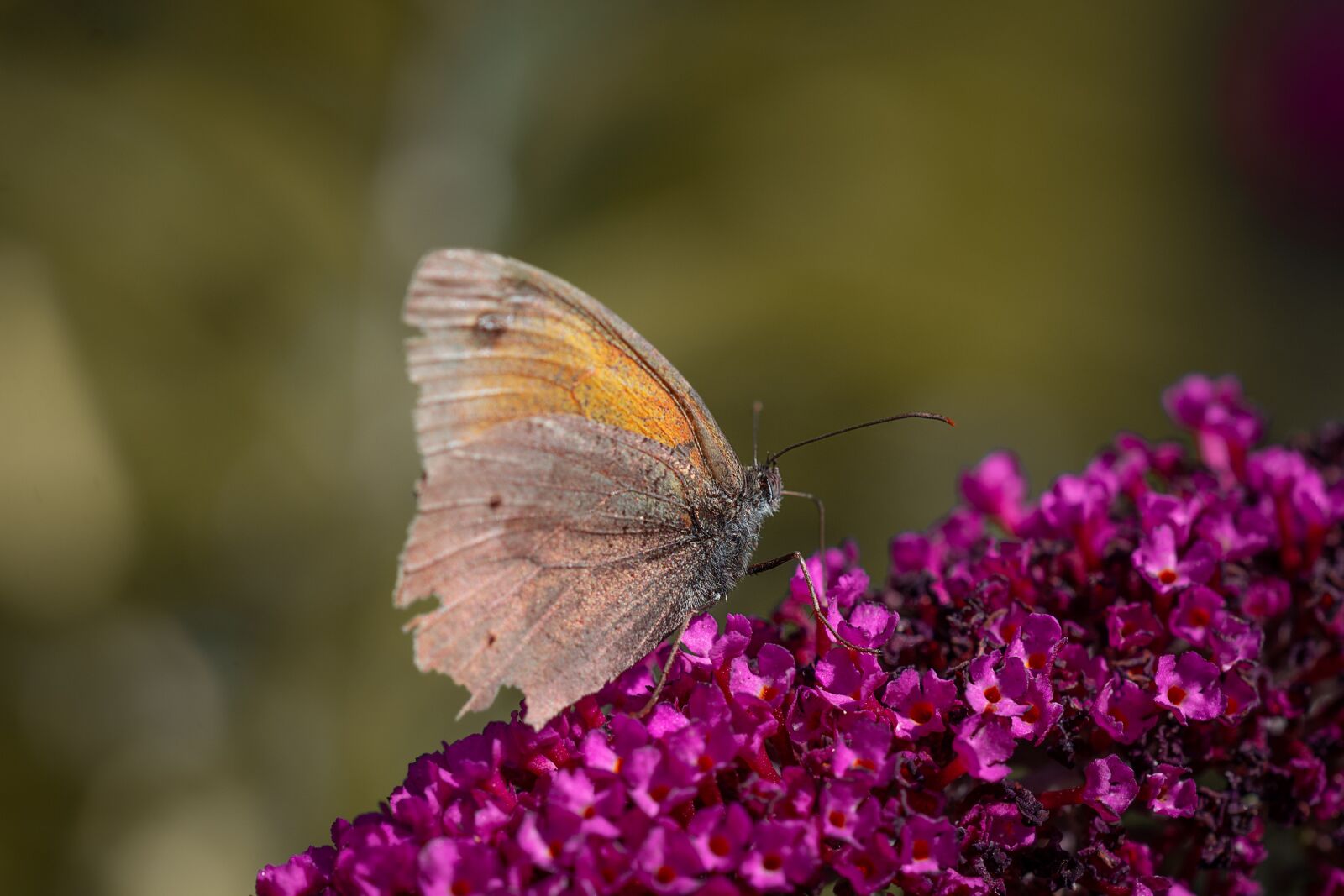 Nikon D7100 sample photo. Butterfly, lycaon, edelfalter photography
