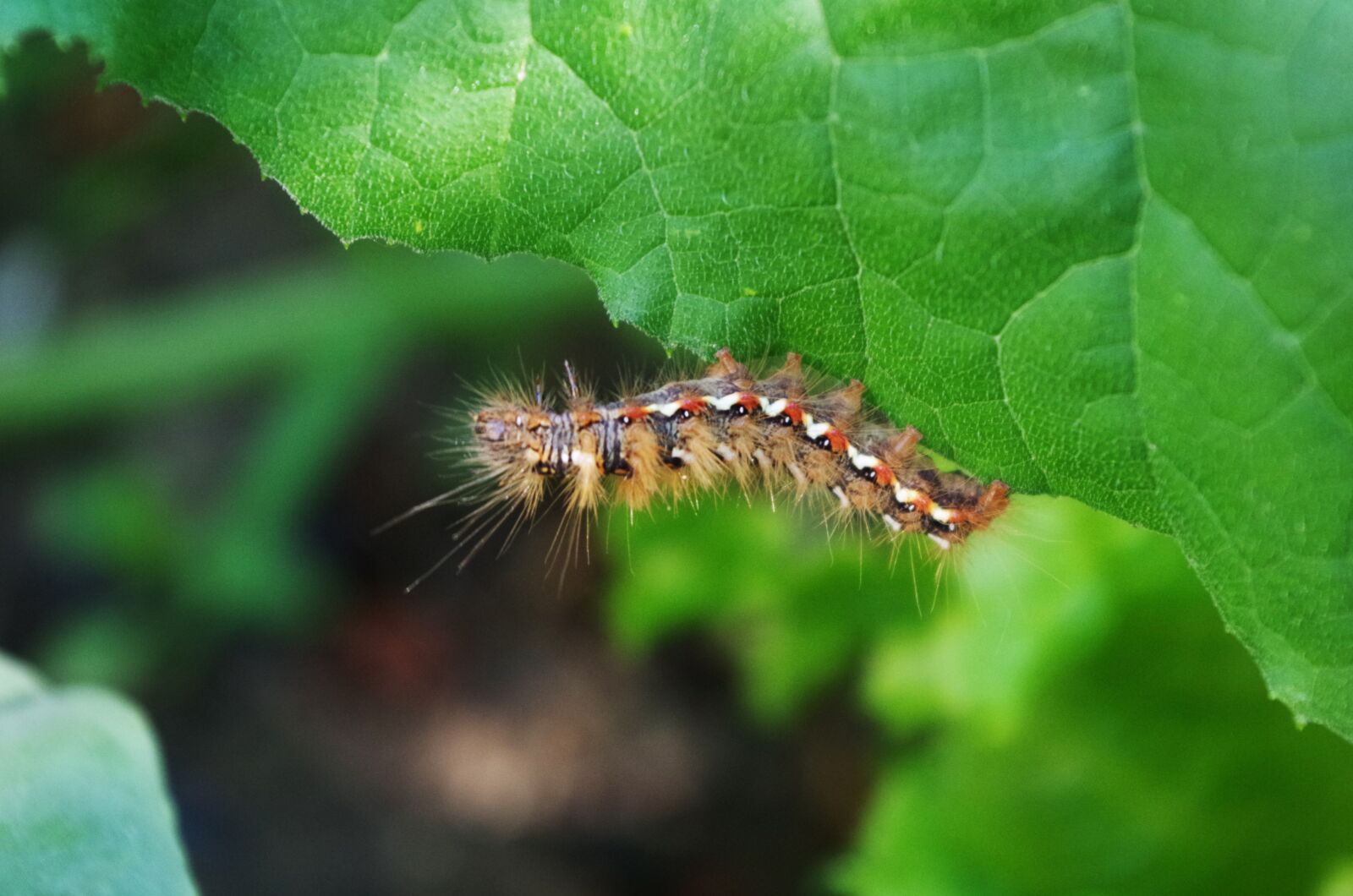 Pentax K-500 sample photo. Caterpillar, hairy, on a photography