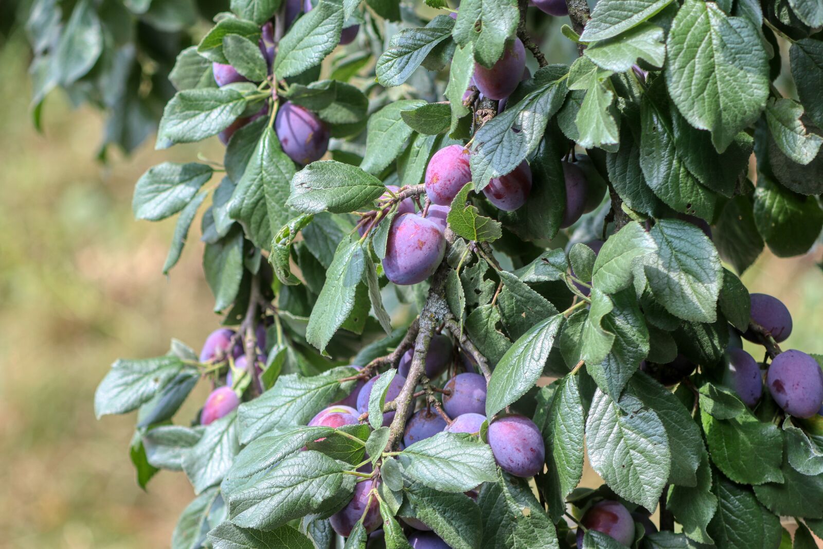 Canon EOS 80D sample photo. Plums, fruit, food photography