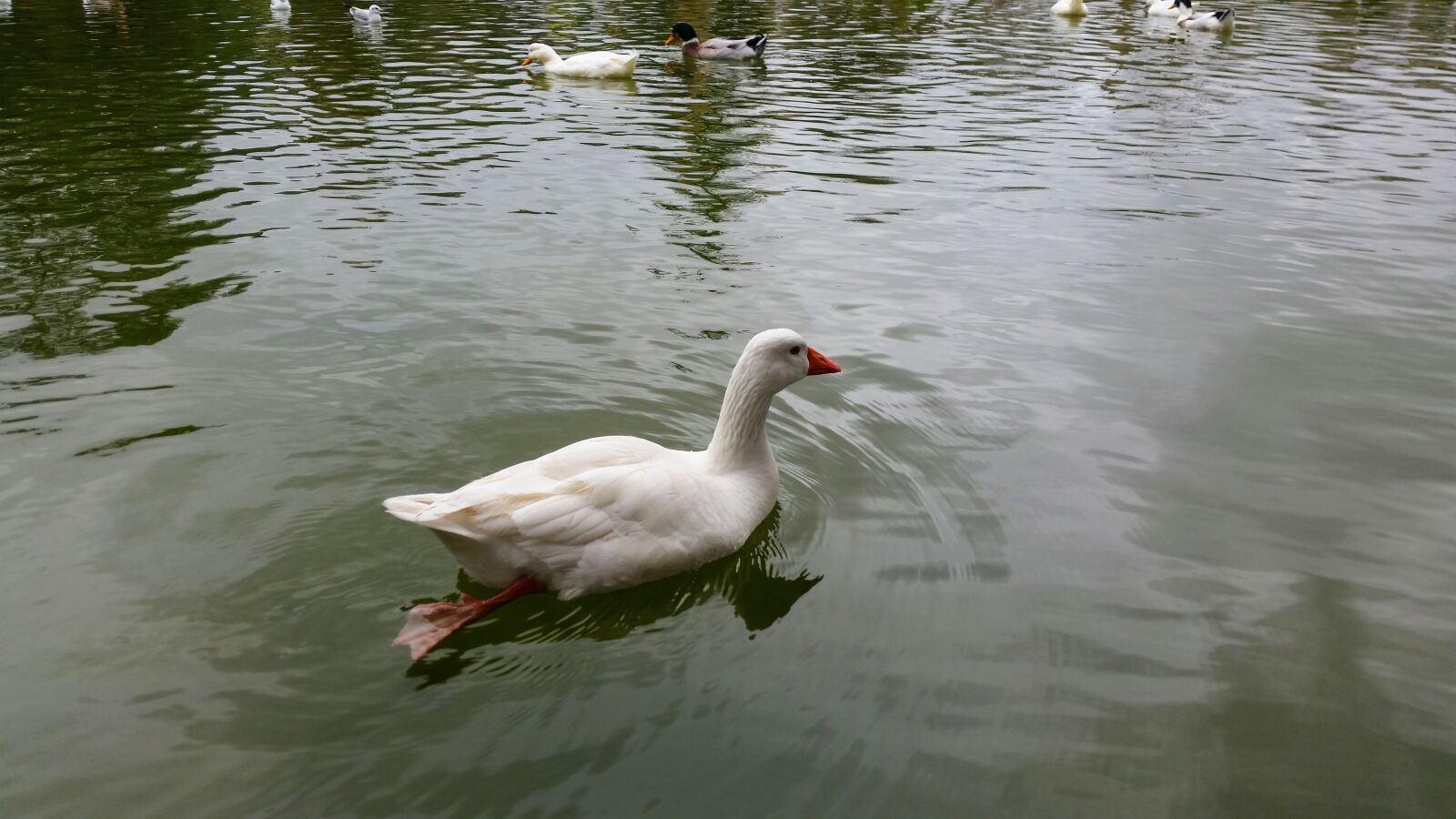 Samsung Galaxy S5 sample photo. Duck, istanbul, bird photography