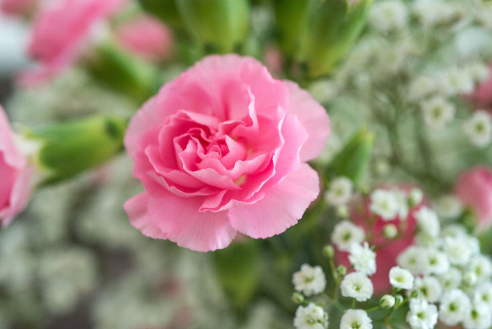 Nikon D610 sample photo. Pink flower, bouquet, pink photography
