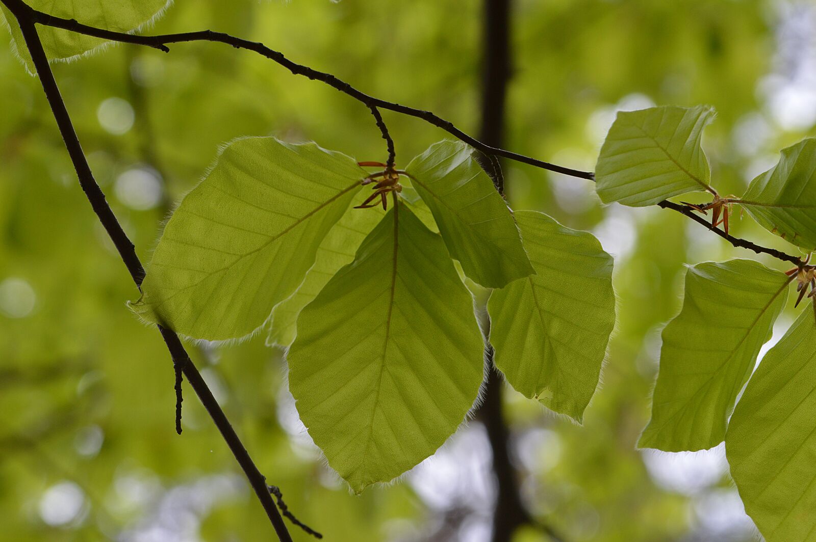 Nikon D3200 sample photo. Leaves, leaf, tree photography