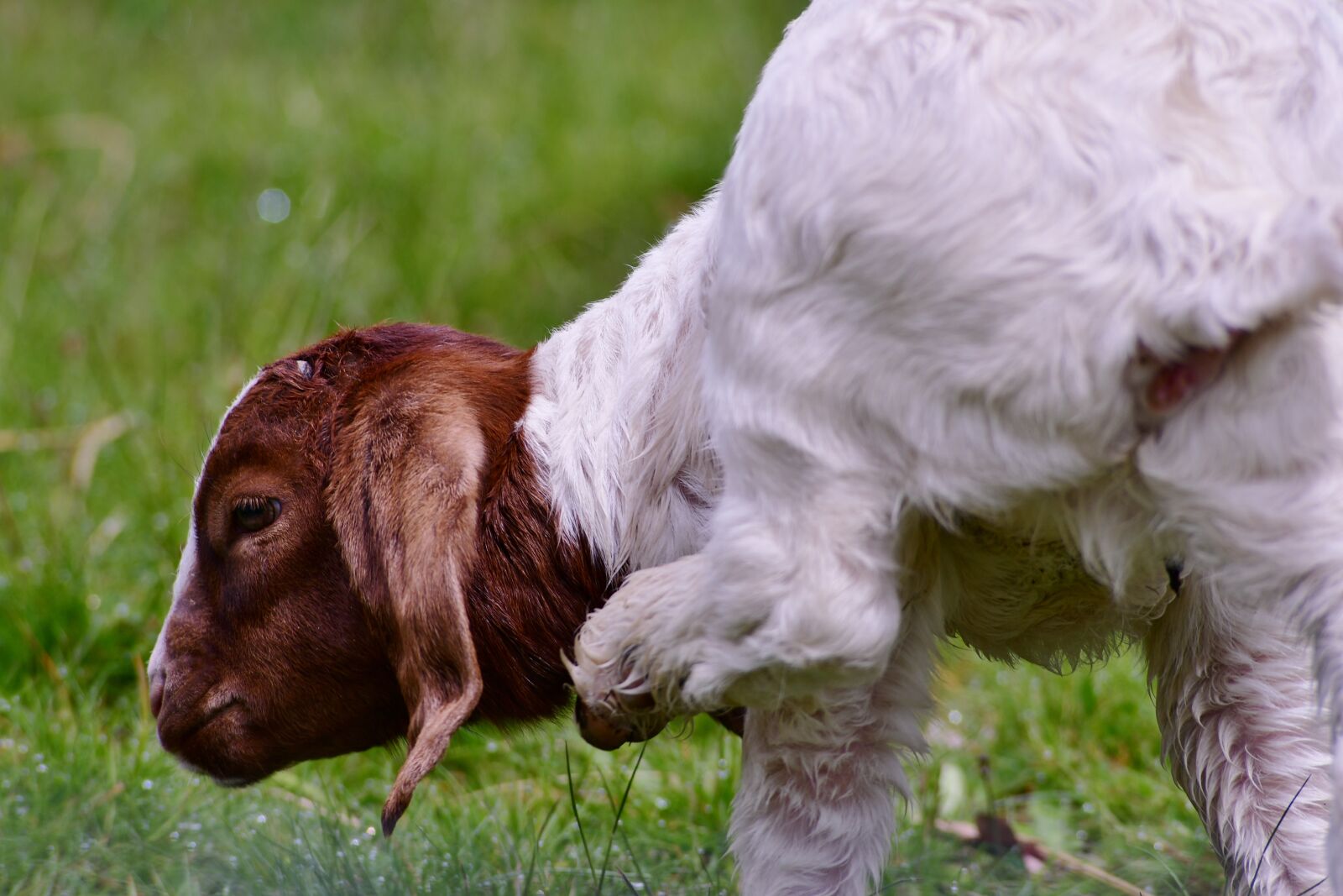 Nikon D500 sample photo. Kid, mammal, itching photography