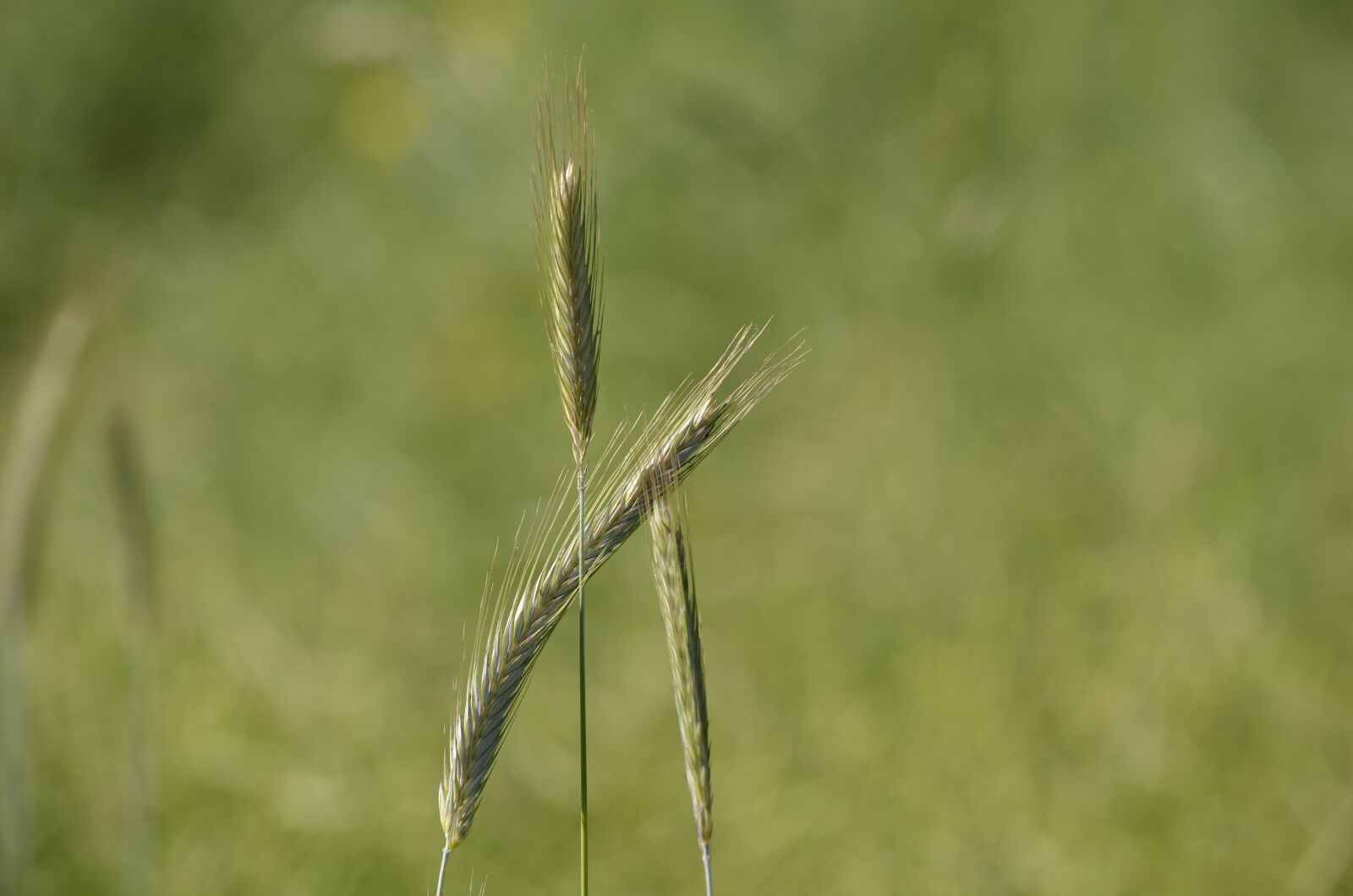Nikon D5100 sample photo. Grain, mecklenburg, struve huts photography