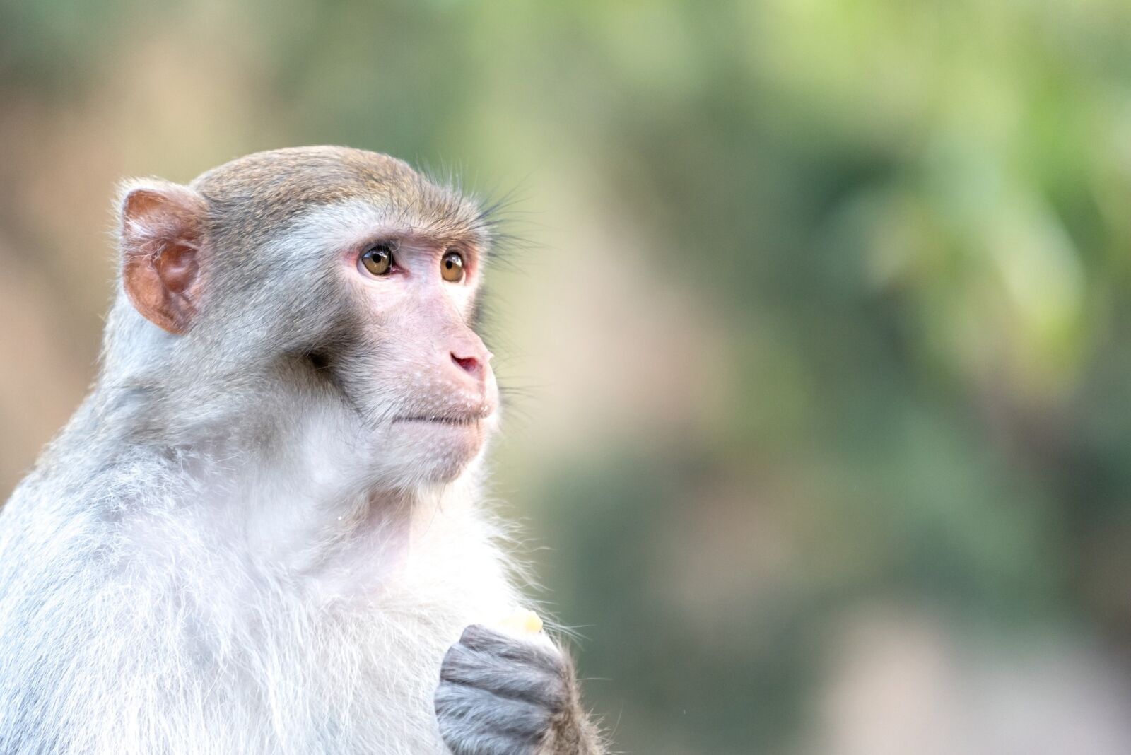 Nikon D750 sample photo. Monkey, wildlife, animal photography