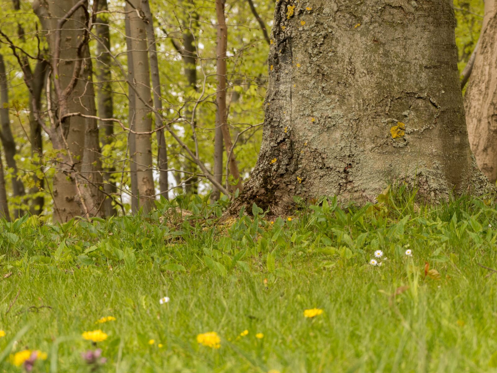 Panasonic Lumix DMC-FZ200 sample photo. Meadow, forest, tree photography