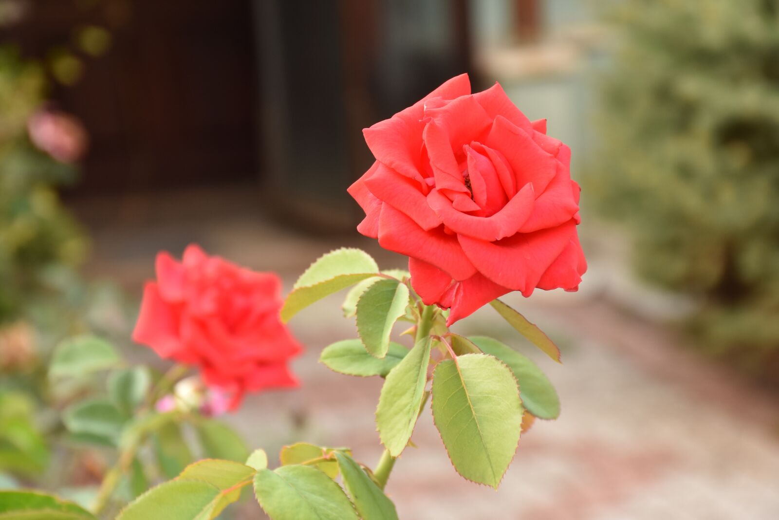 Nikon D7200 sample photo. Red, rose, photo photography