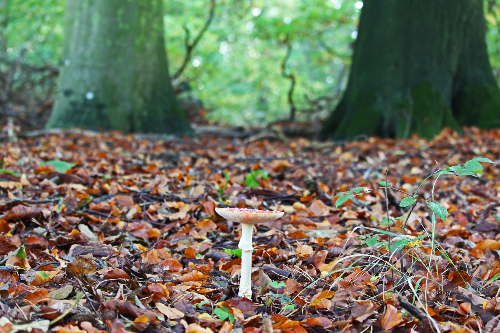 Canon EF-S 55-250mm F4-5.6 IS STM sample photo. Forest path, mushroom, autumn photography