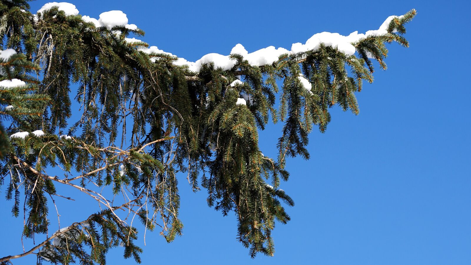 Sony DT 55-300mm F4.5-5.6 SAM sample photo. Sky, tree, nature photography