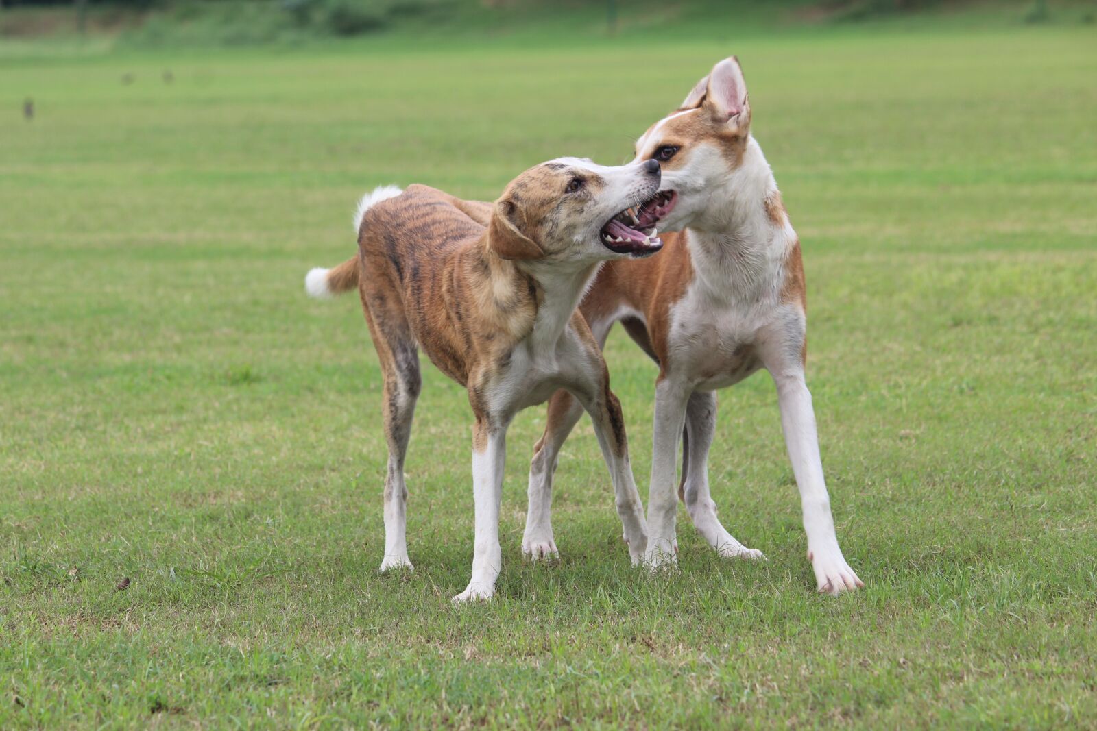 Canon EOS 1200D (EOS Rebel T5 / EOS Kiss X70 / EOS Hi) sample photo. Dogs, canines, fighting photography