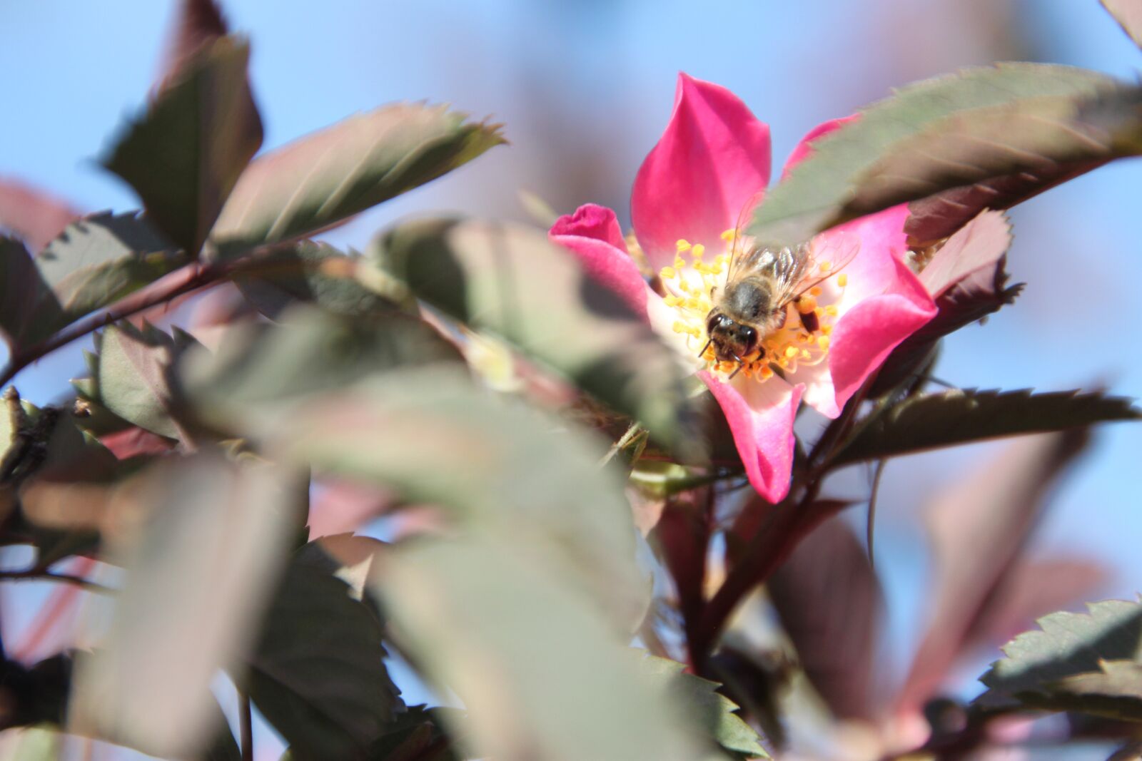 Canon EOS 500D (EOS Rebel T1i / EOS Kiss X3) sample photo. Rose, blossom, bloom photography