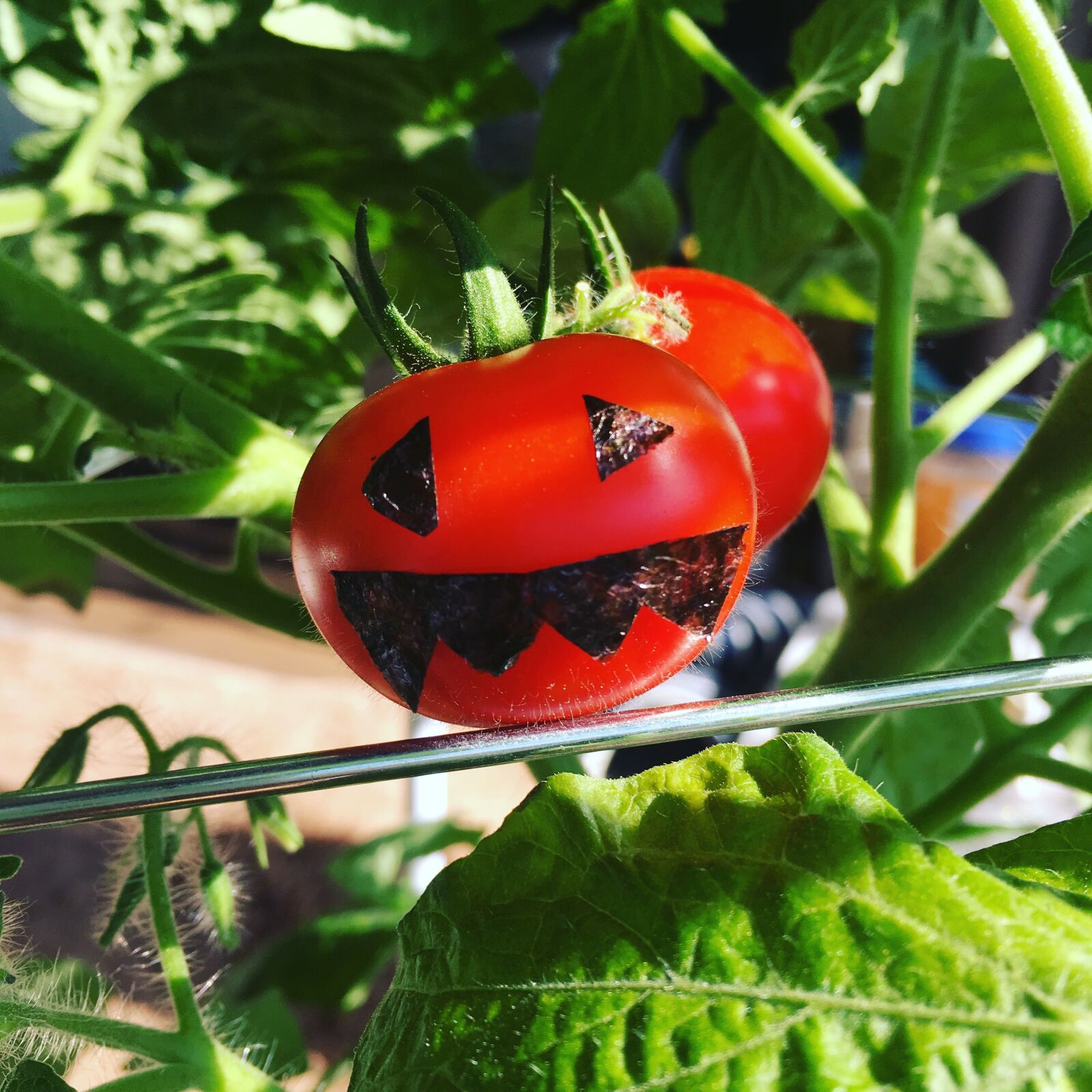 iPhone SE back camera 4.15mm f/2.2 sample photo. Mini tomato, dwarf tomatoes photography