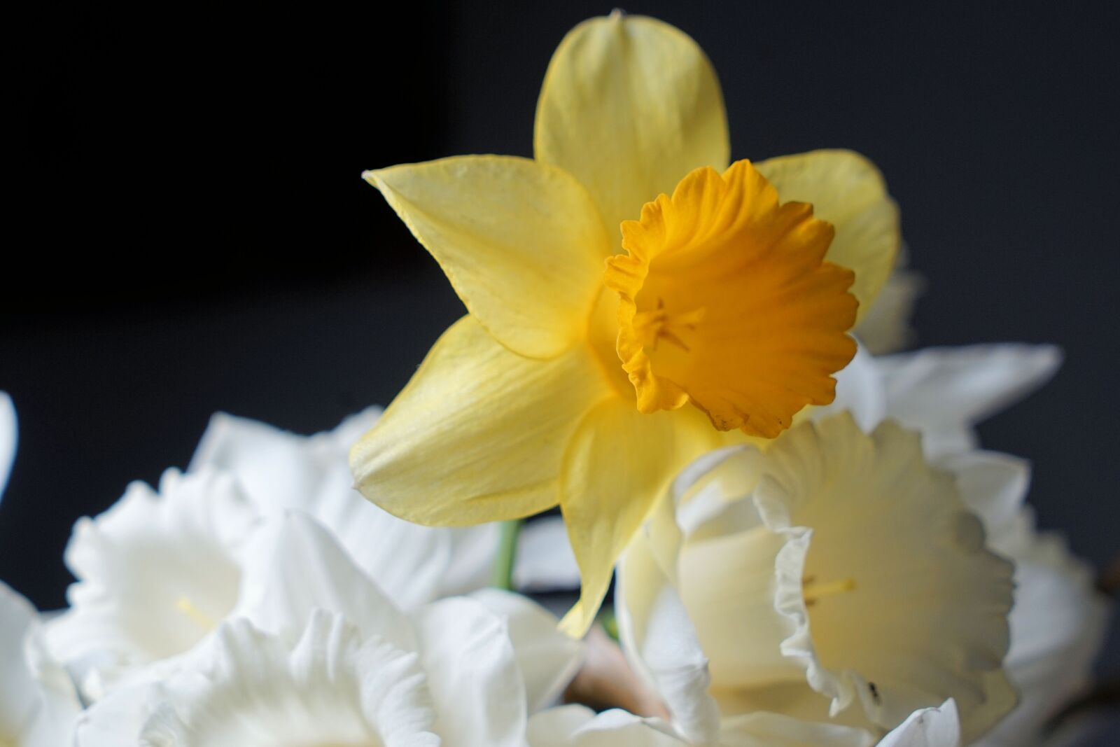 Sony a7 II + Sony Vario Tessar T* FE 24-70mm F4 ZA OSS sample photo. Narcissus, flower, blossom photography