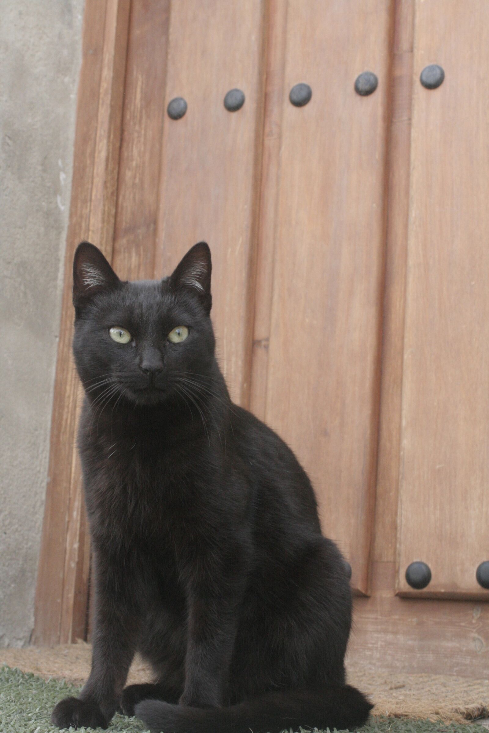 Canon EOS 350D (EOS Digital Rebel XT / EOS Kiss Digital N) sample photo. Cat, black, sitting in photography