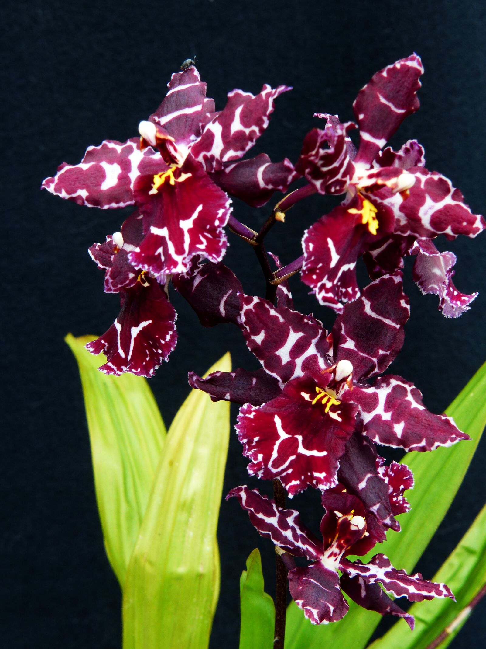 Panasonic Lumix DMC-FZ200 sample photo. Orchid, flowers, plant photography