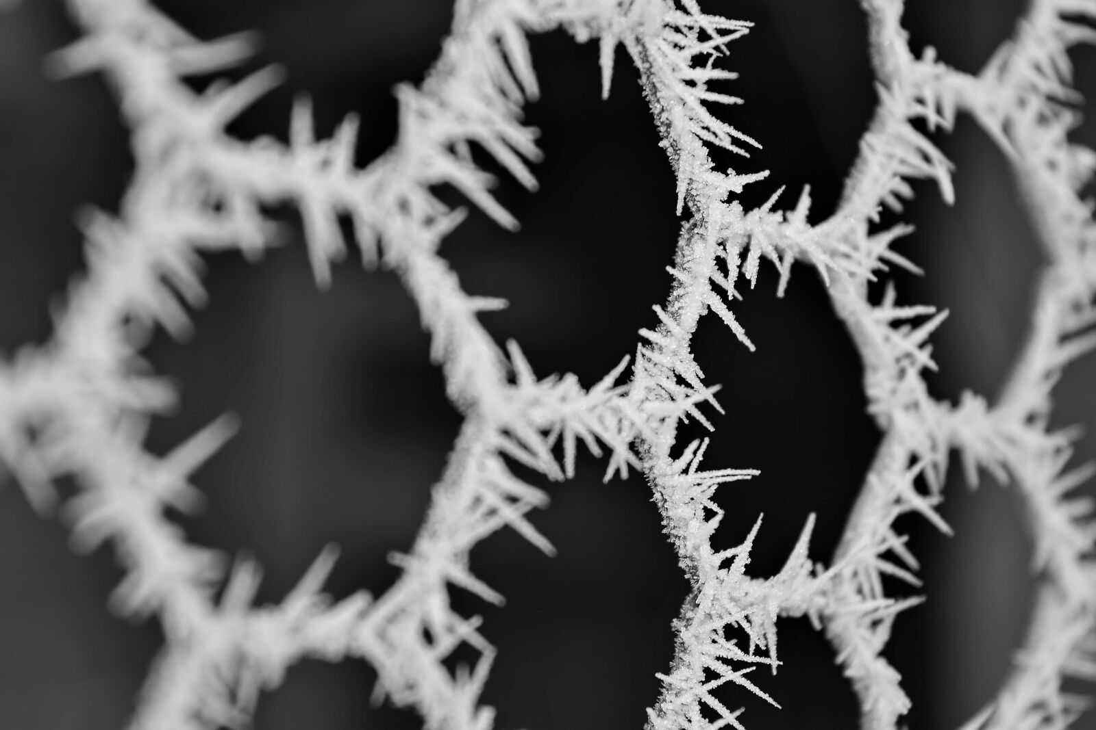 Nikon D5500 sample photo. Black and white, close-up photography