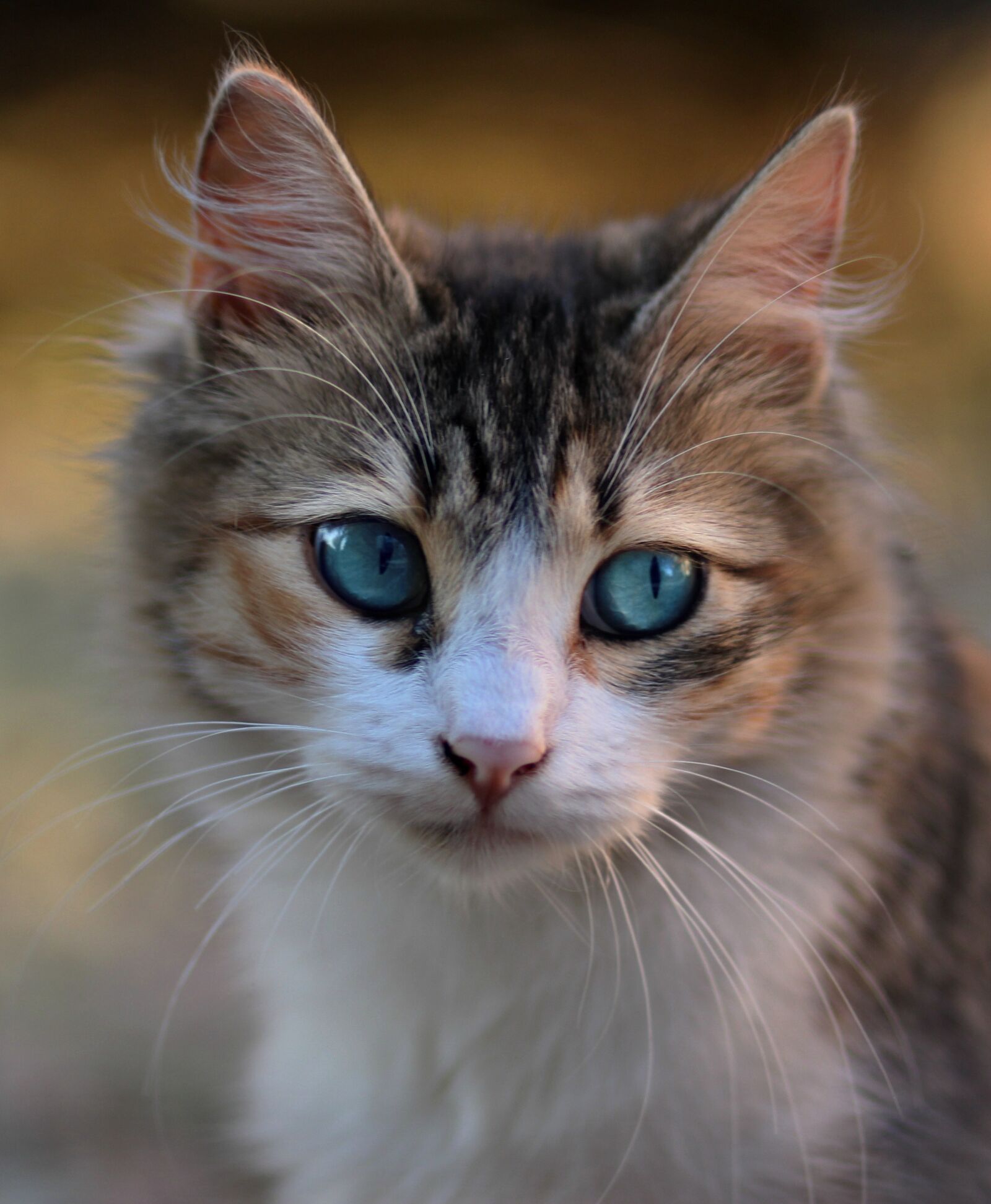 Canon EOS 700D (EOS Rebel T5i / EOS Kiss X7i) + Canon EF 85mm F1.8 USM sample photo. Cat, blue eyes, about photography