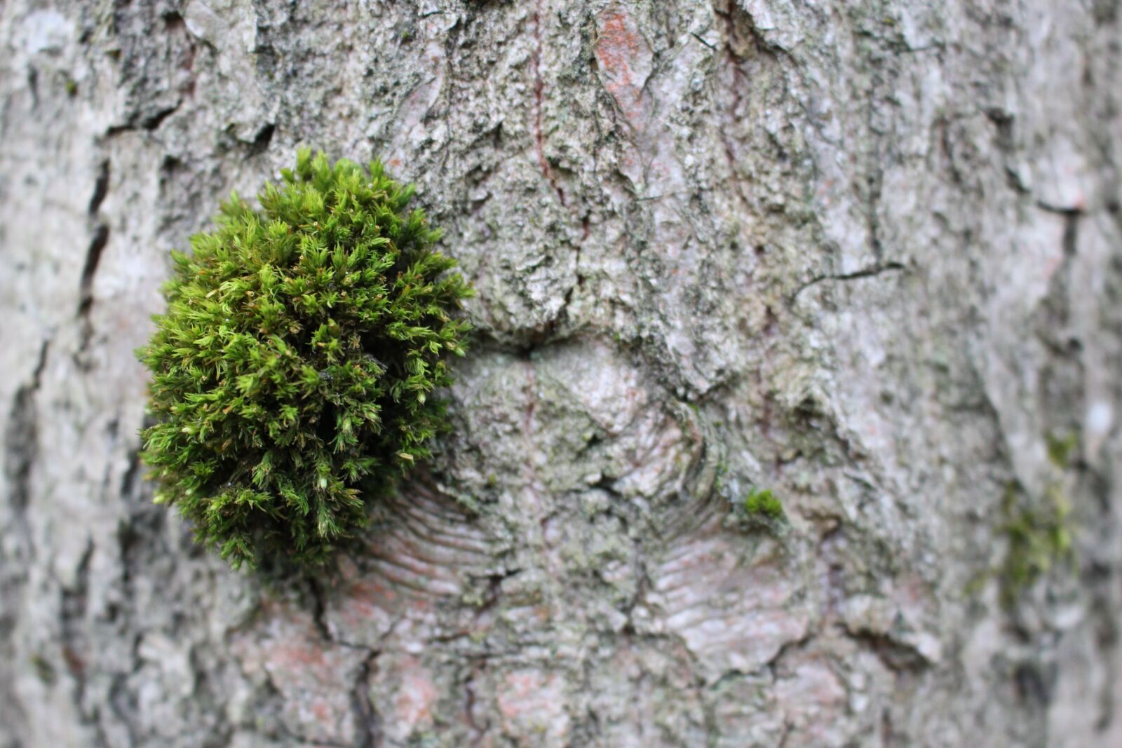Canon EOS 100D (EOS Rebel SL1 / EOS Kiss X7) sample photo. Forest, bark, moss photography