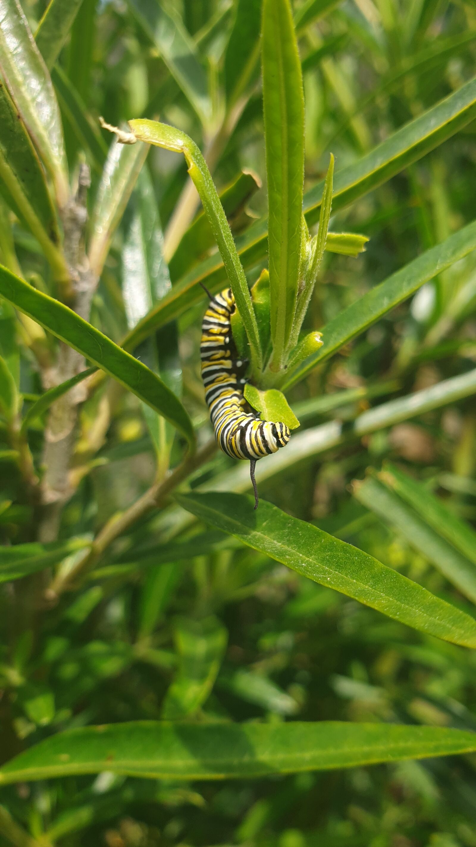 Samsung Galaxy S9 sample photo. Monarch, butterfly, caterpillar photography
