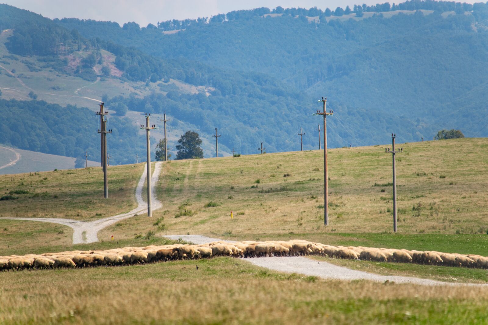 Canon EOS M100 sample photo. Transylvania, romania, field photography