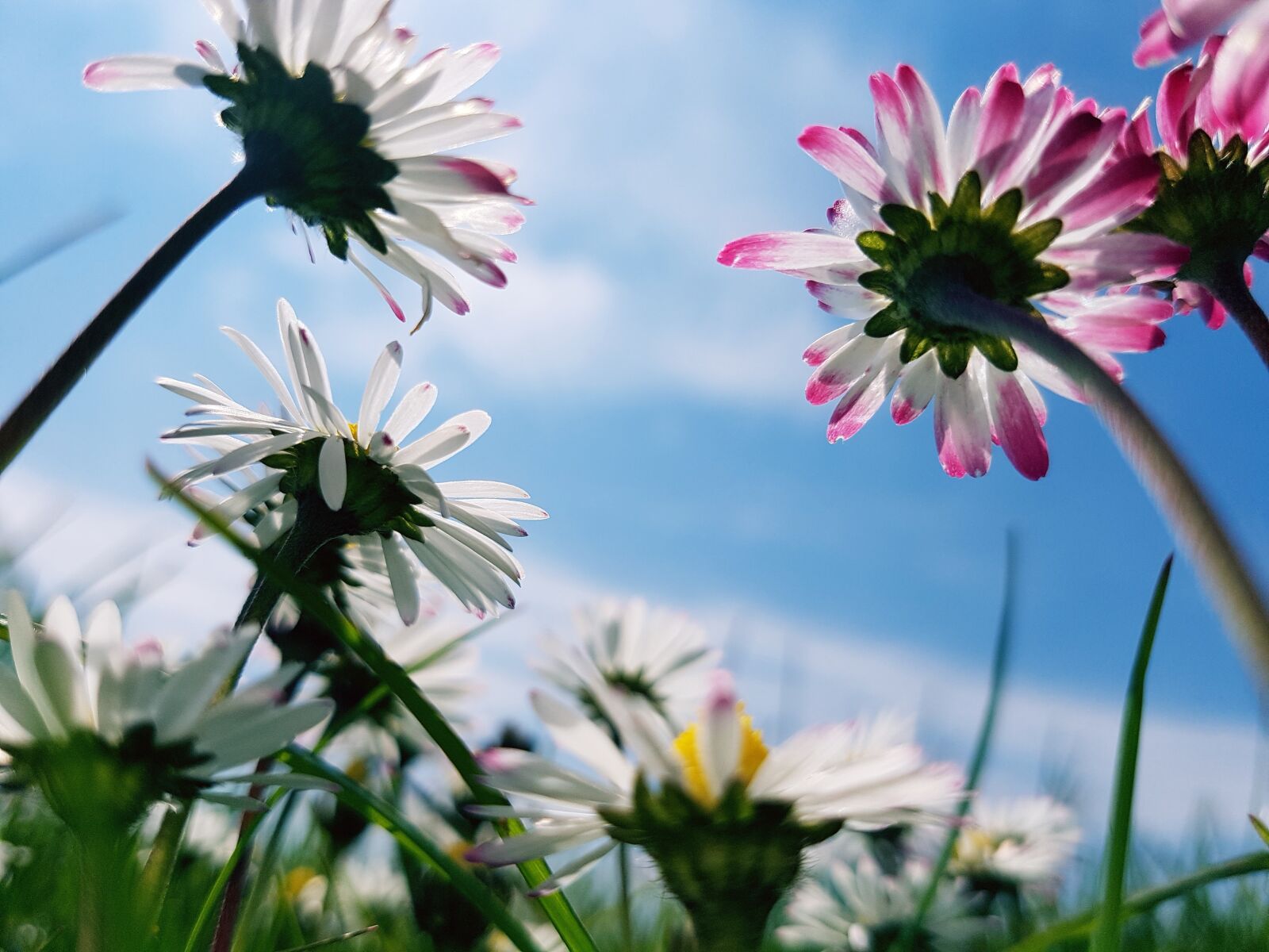 Samsung Galaxy S7 Edge sample photo. Daisies, madelief, nature photography