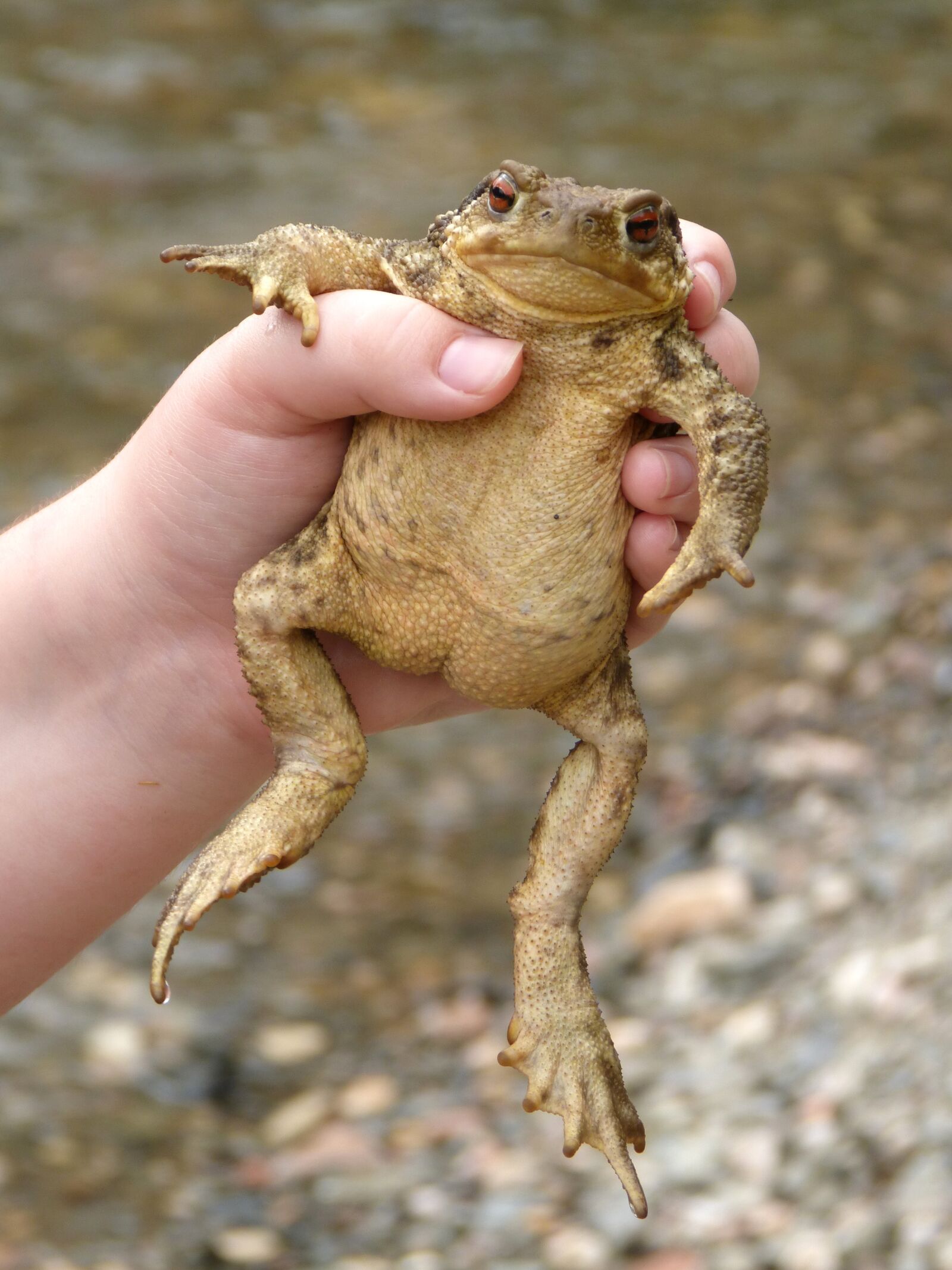 Panasonic DMC-FZ62 sample photo. Toad, child hand, adventure photography