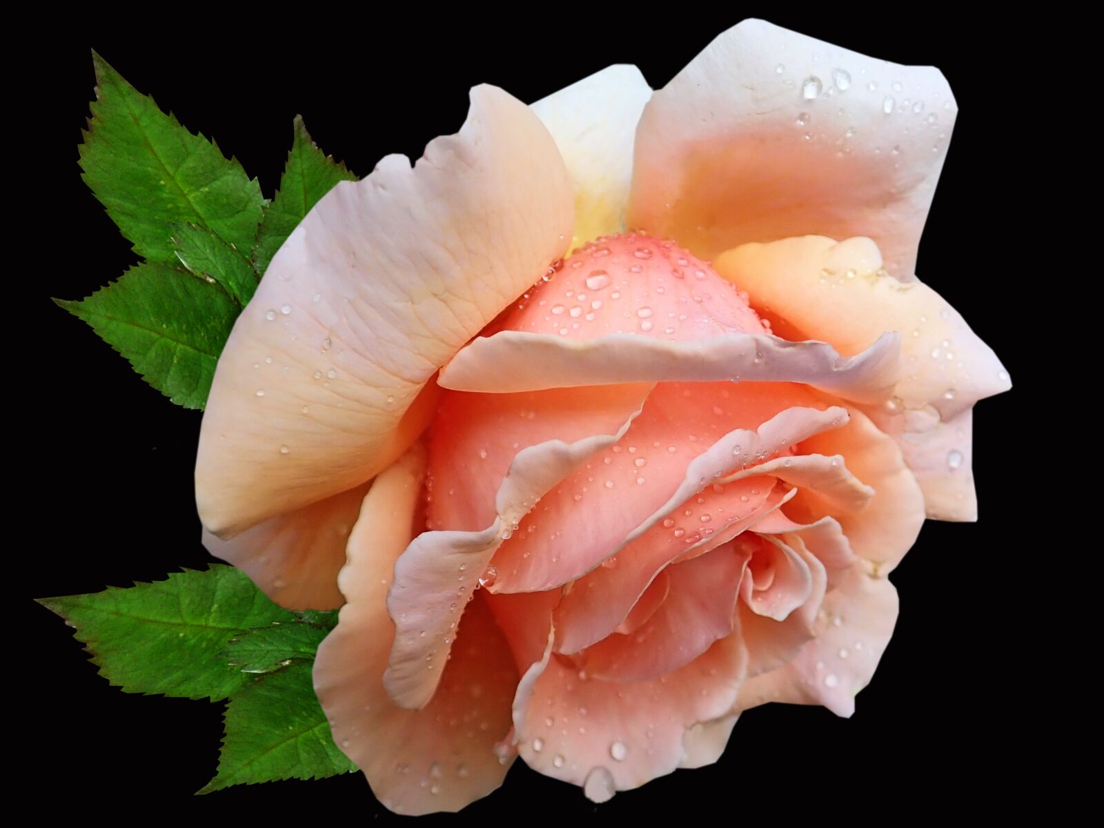 Olympus TG-5 sample photo. Flower, rose, apricot photography