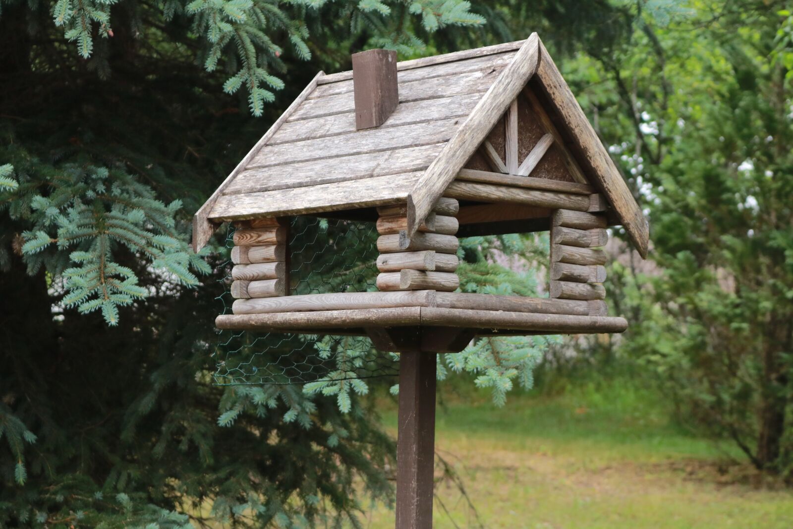 Canon EOS 750D (EOS Rebel T6i / EOS Kiss X8i) sample photo. Bird feeding tray, birds photography
