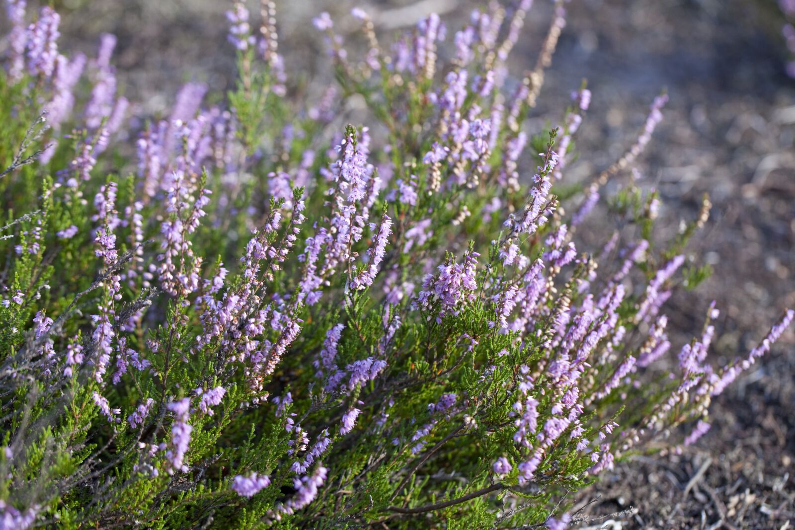 Canon EOS 5D Mark II sample photo. Heather, heathers, pink photography