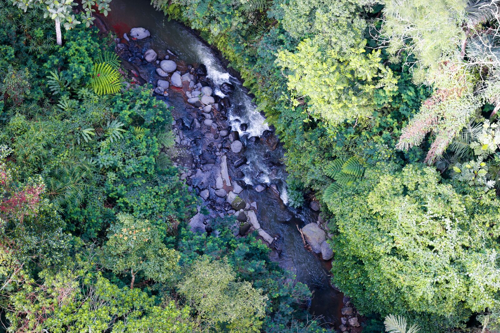 Canon EOS 70D + Canon EF 50mm F1.8 STM sample photo. Forest, river, nature photography