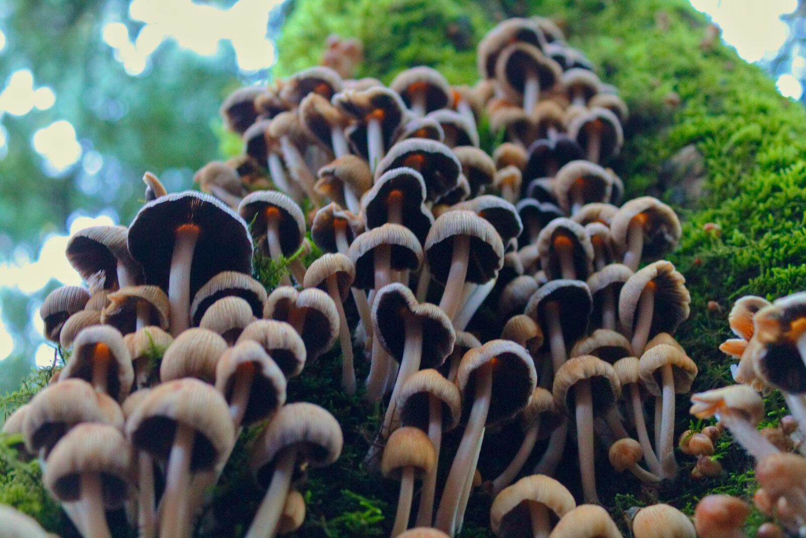 Canon EOS 1100D (EOS Rebel T3 / EOS Kiss X50) sample photo. Mushrooms, woods, forest photography