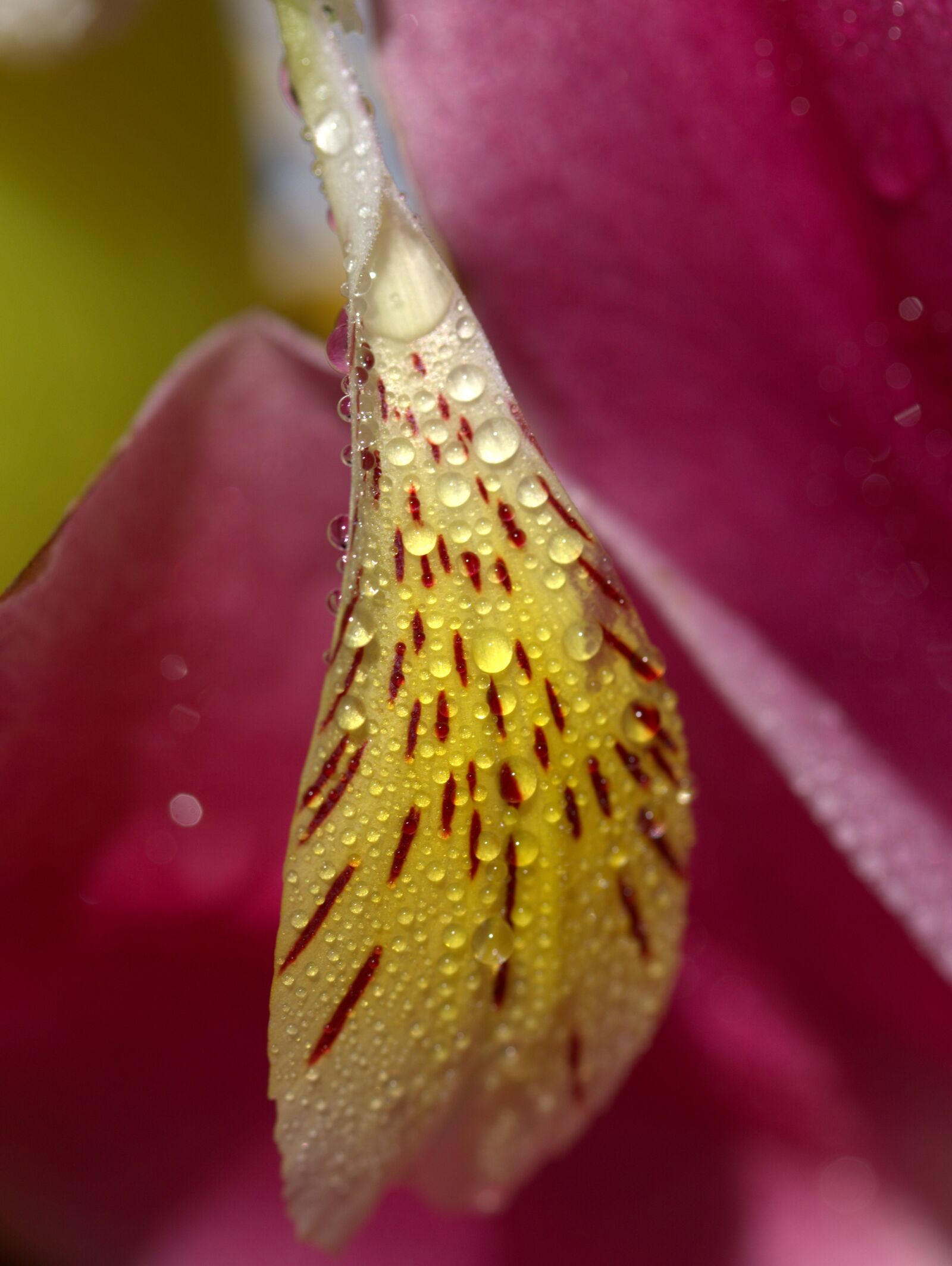 Canon EF-S 60mm F2.8 Macro USM sample photo. Petals, wet, yellow photography