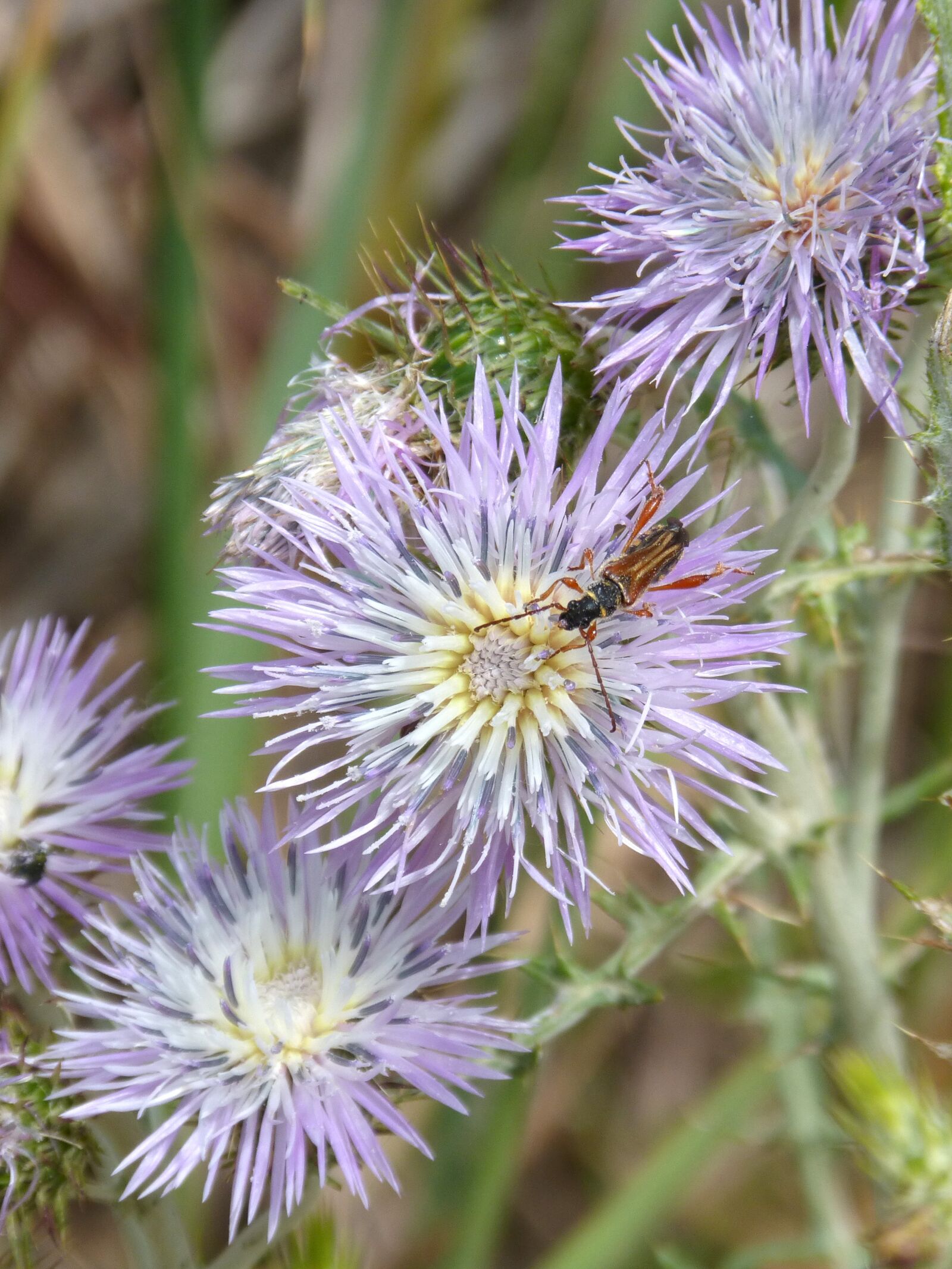 Panasonic DMC-FZ62 sample photo. Thistle flower, insect, libar photography