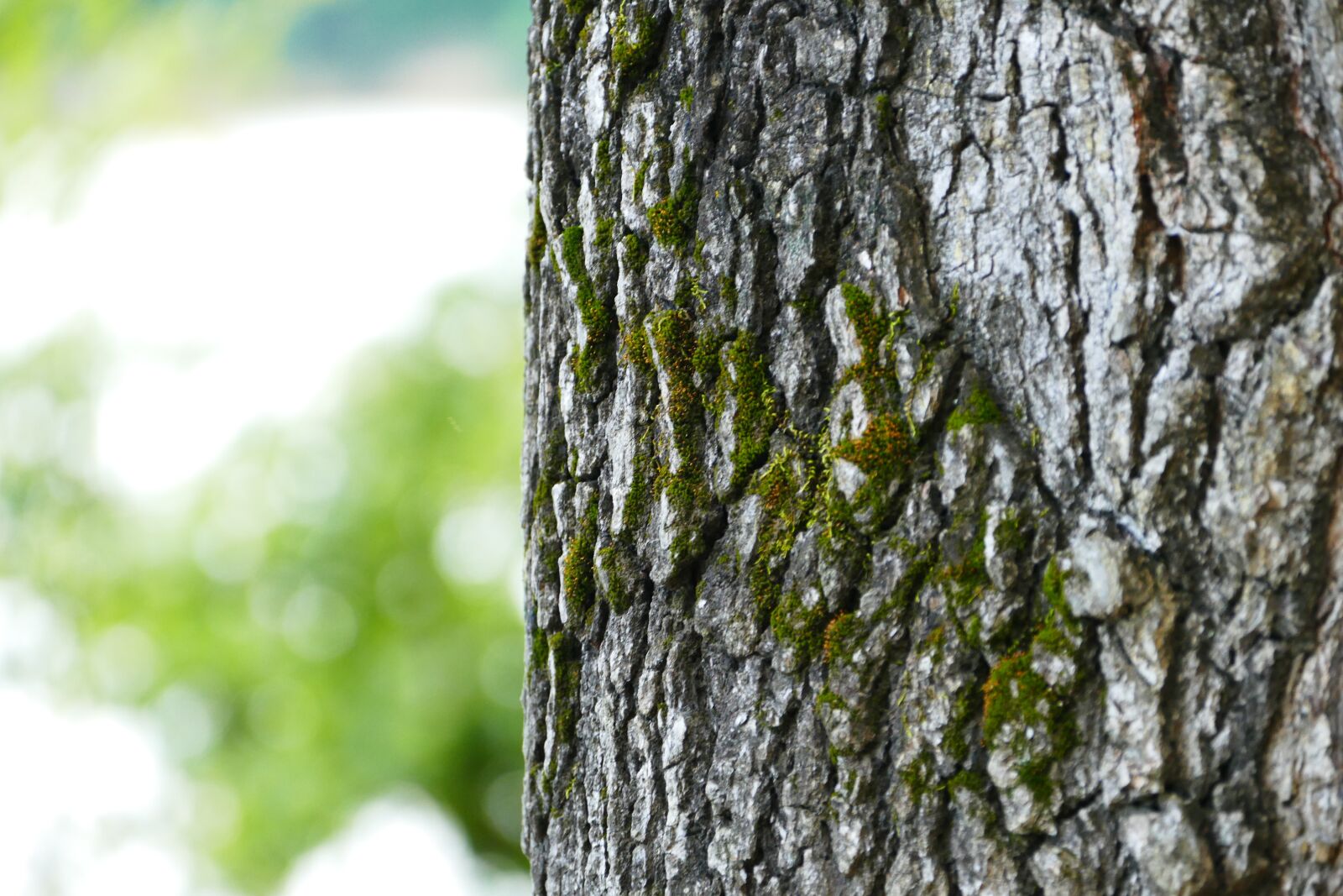 Panasonic Lumix DMC-FZ1000 sample photo. Tree, bark, forest photography