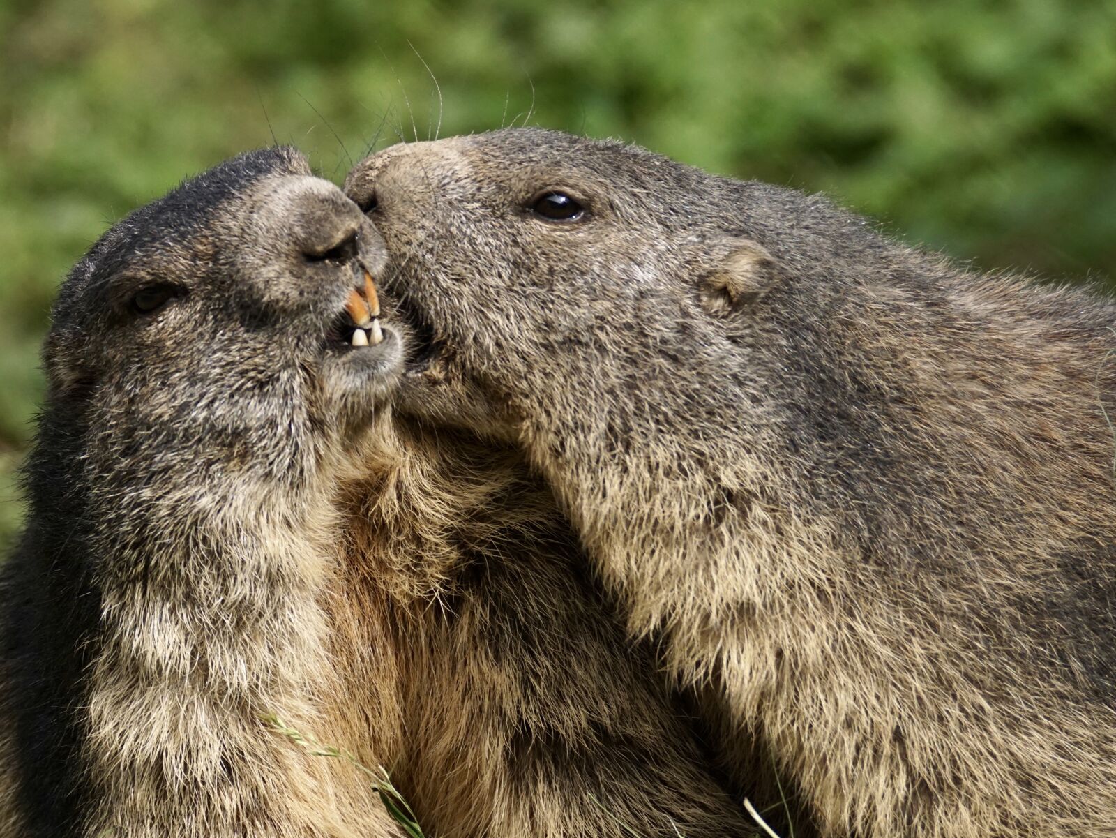 Sony DT 55-300mm F4.5-5.6 SAM sample photo. Marmot, rodent, alpine photography