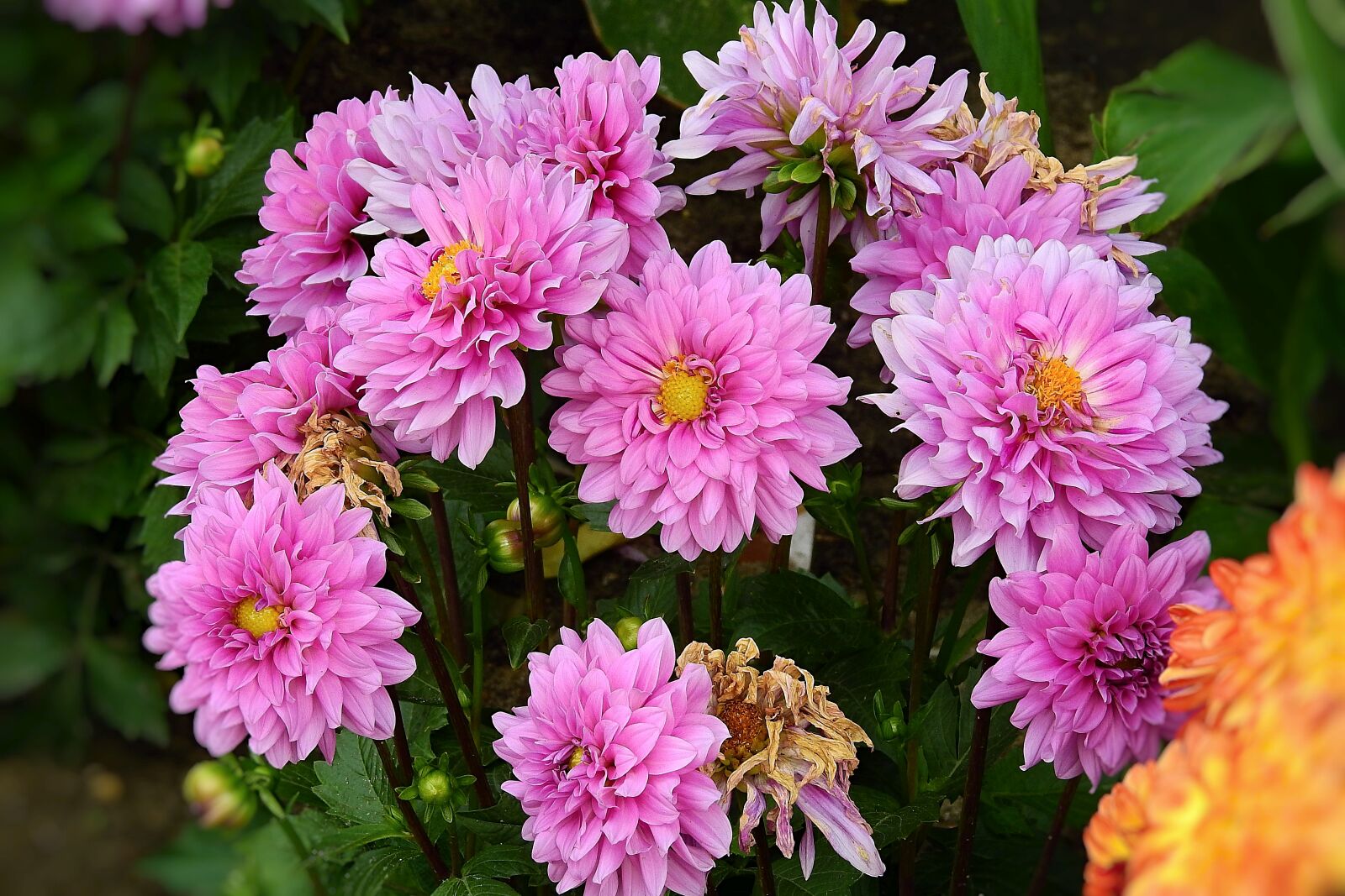 Nikon Coolpix P900 sample photo. Flowers, the beauty of photography