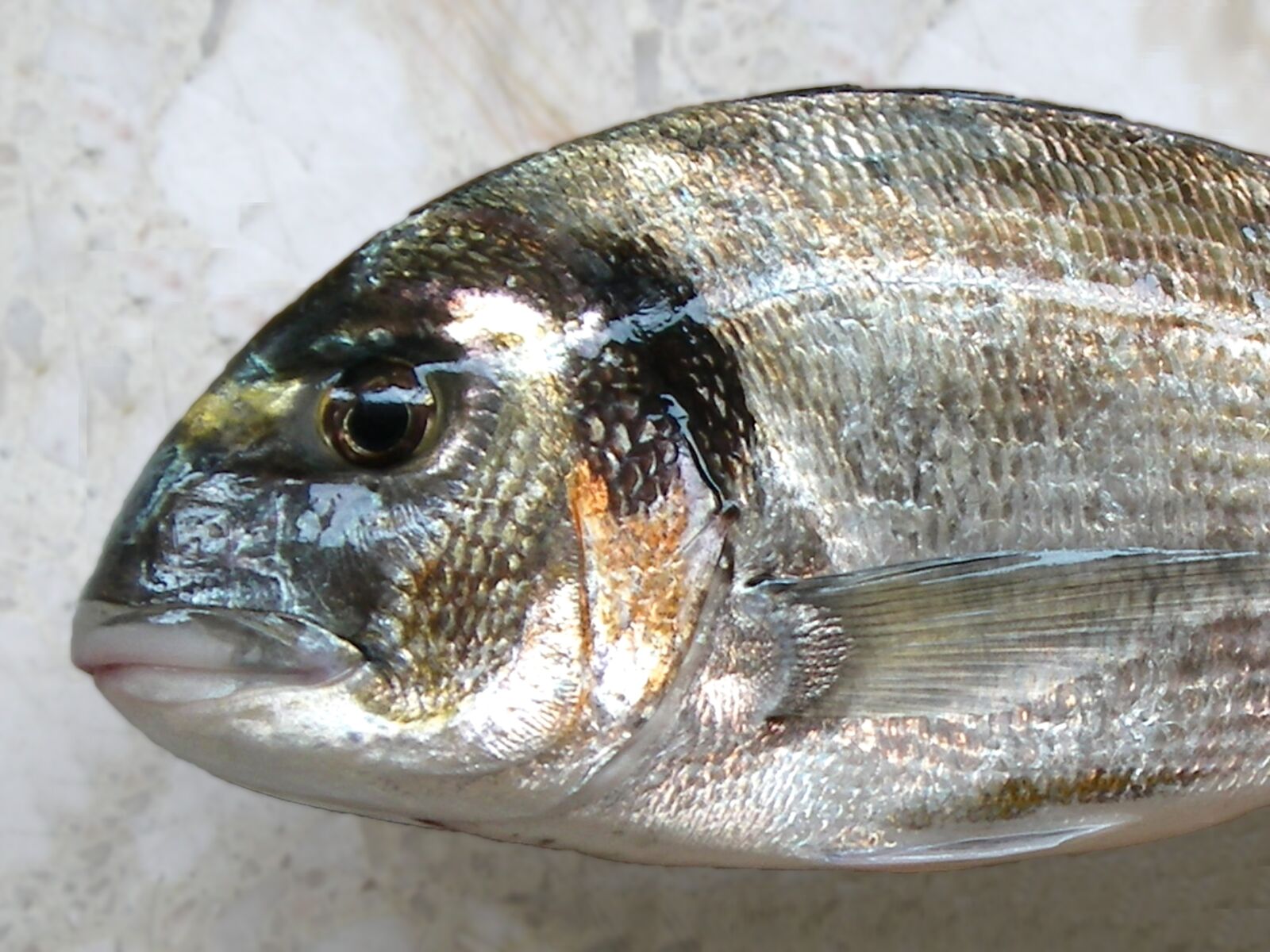 Pentax OPTIO T30 sample photo. Fish, fishing, bream photography