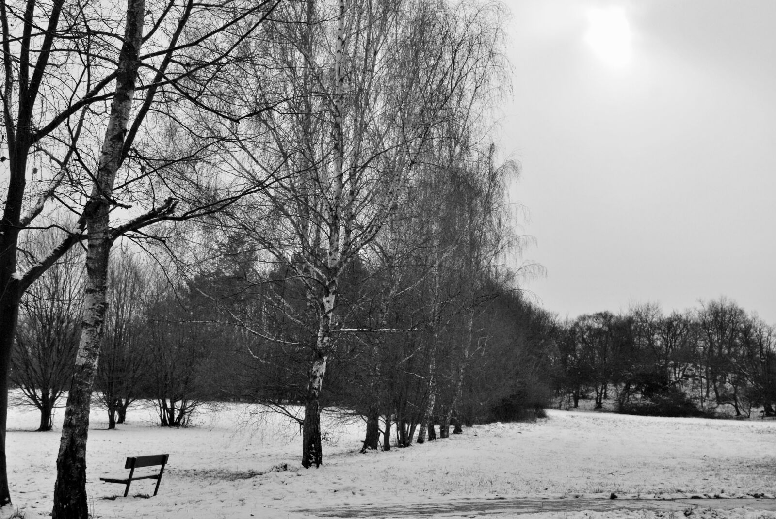 Nikon D60 sample photo. Trees, snow, winter photography