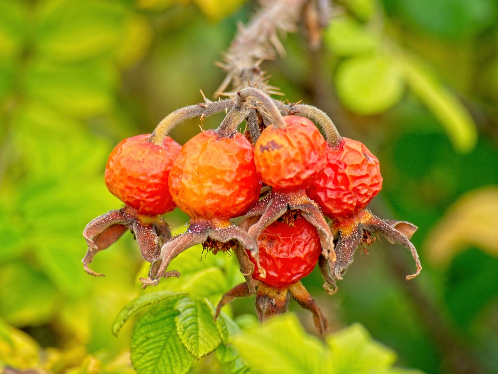 Nikon D7100 sample photo. Rose hip, fruit, autumn photography