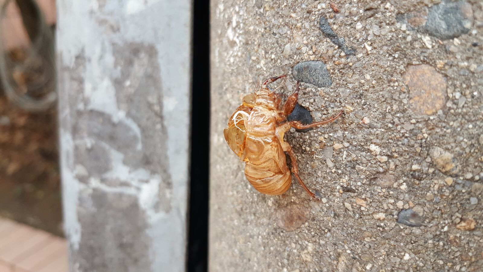 Samsung Galaxy Note5 sample photo. Cicada, variations, peel photography