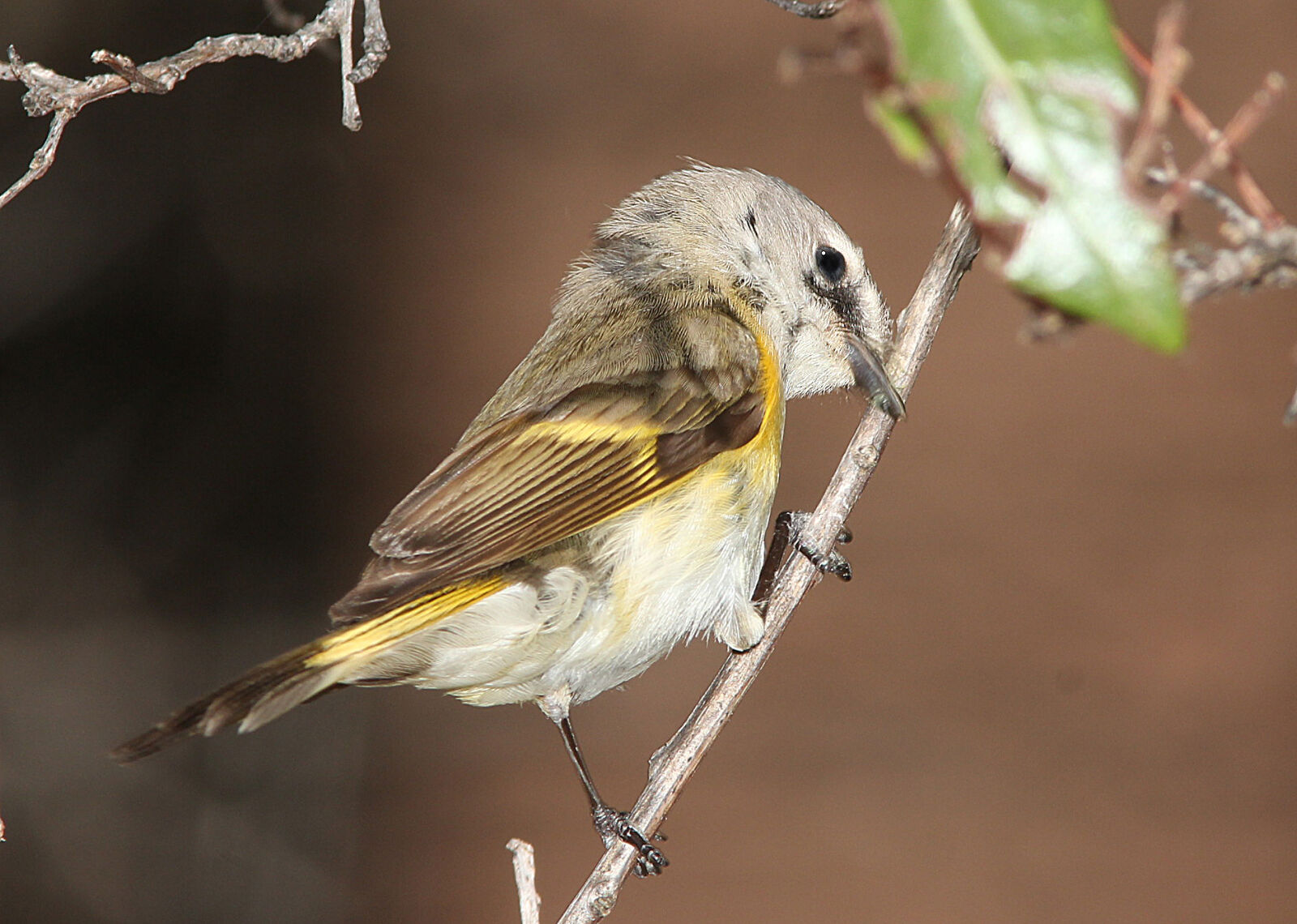 Canon EF 300mm F4L IS USM sample photo