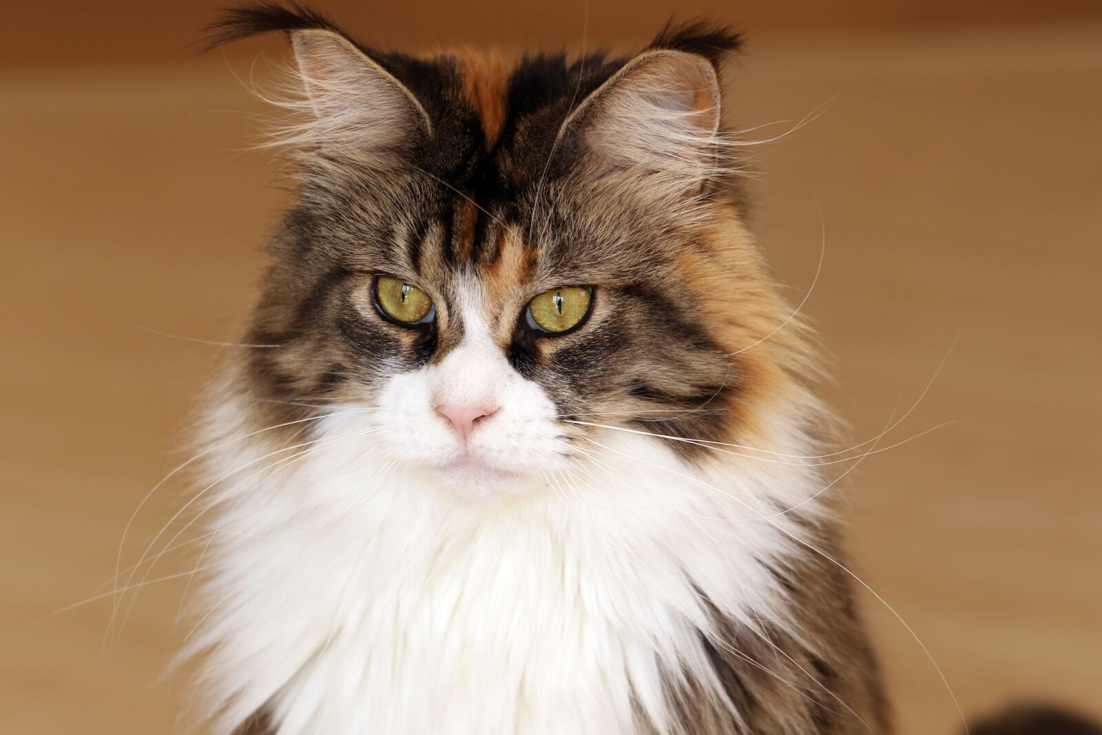 Canon EOS 7D Mark II sample photo. Cat, maine coon, look photography