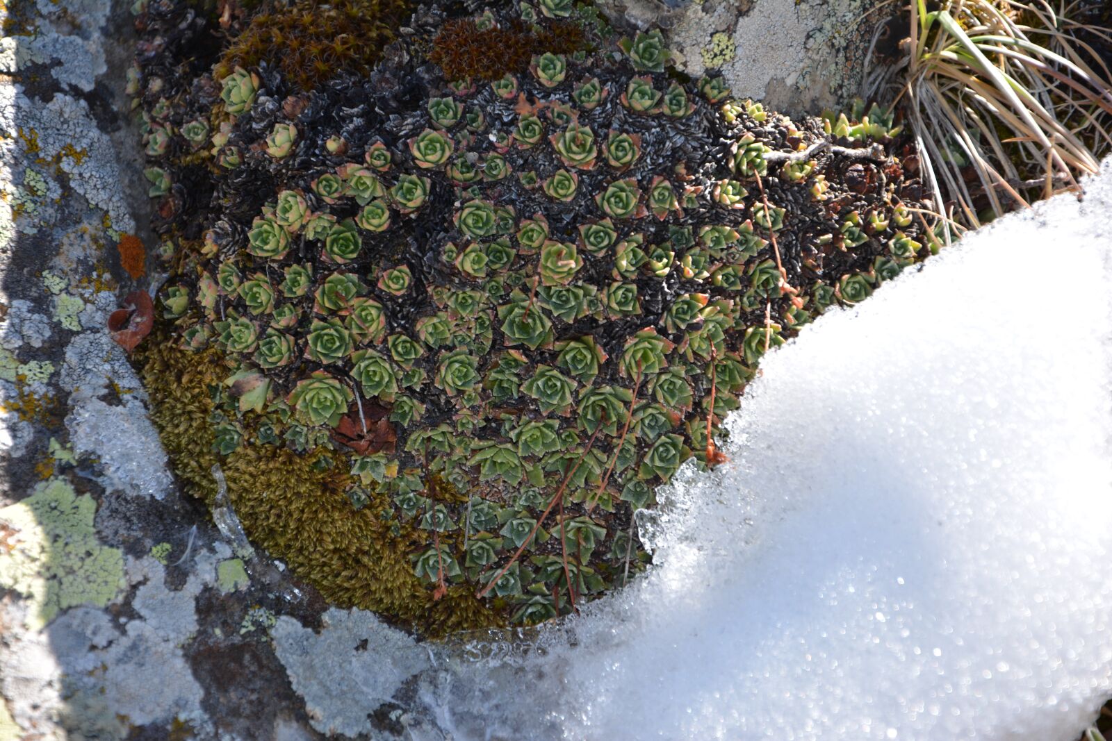 Nikon D7100 sample photo. Kennedy, stone, texture photography