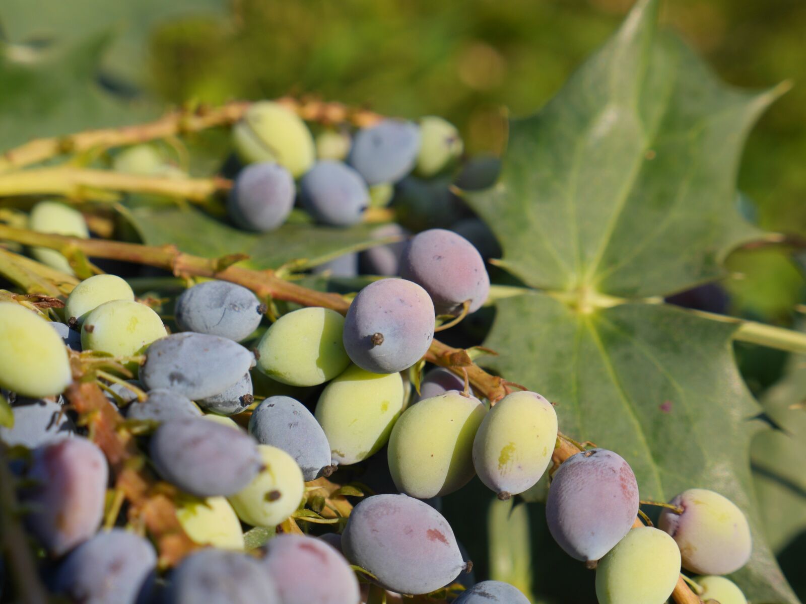 Panasonic Lumix DMC-GH3 sample photo. Fruits, plants, green photography